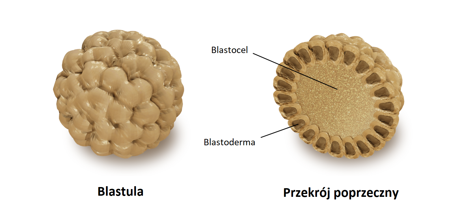 Ilustracja przedstawia kulistą formę z pobrużdżoną powierzchnią. To blastula. W przekroju poprzecznym środek blastuli wypełnia blastocel. Dookoła niego z przylegających do siebie komórek jest blastoderma - zewnętrzna warstwa.   