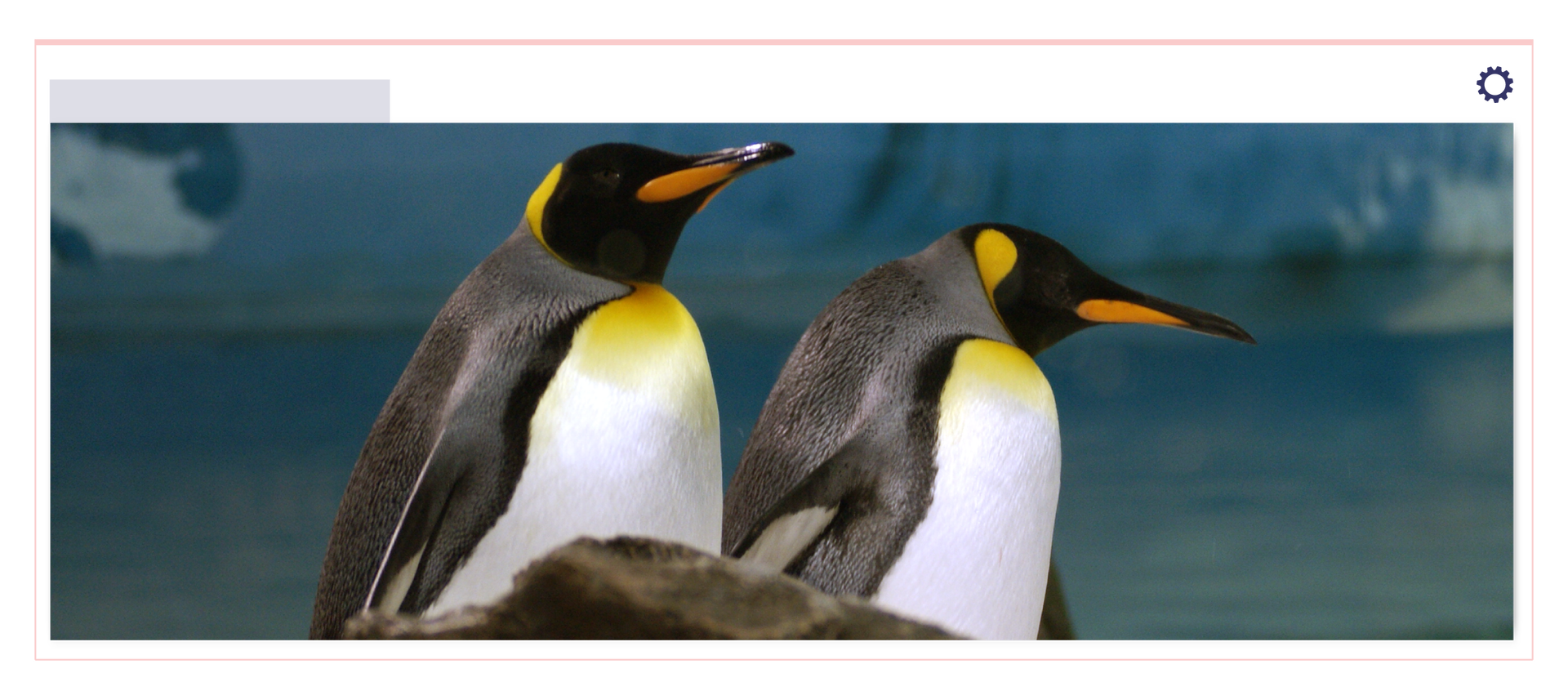 Zdjęcie przedstawia dwa pingwiny stojące blisko siebie. Dolna część dziobów ptaków jest pomarańczowa. Upierzenie na głowie jest czarne z żółtymi dodatkami. Pod szyją pióra są żółte, brzuchy białe. Grzbiet i skrzydełka są szare.  