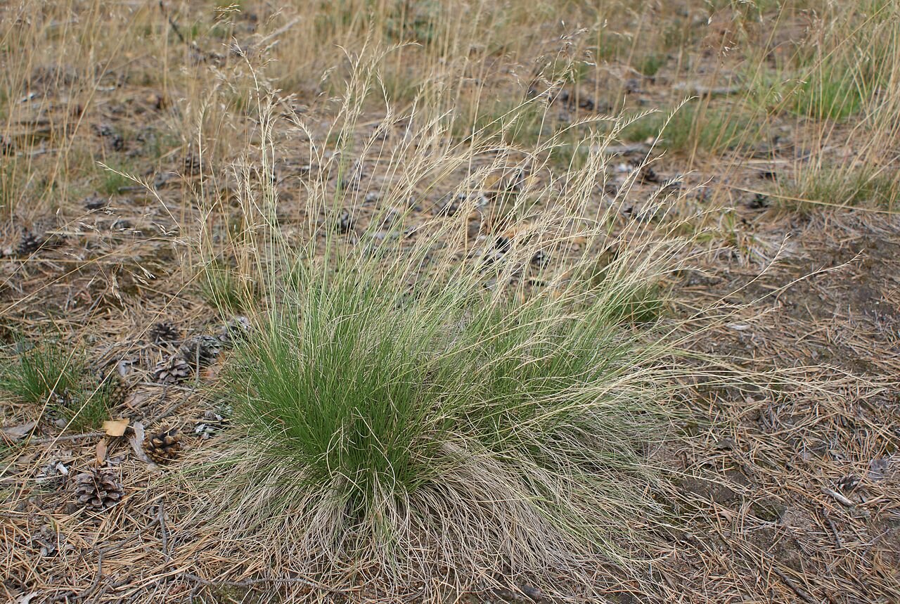 Na fotografii widnieje duża kępa trawy. W środku jest zielona, jednak wyrasta z niej dużo źdźbeł suchych. Wokół kępy rozrzucone jest suche igliwie i szyszki sosny.