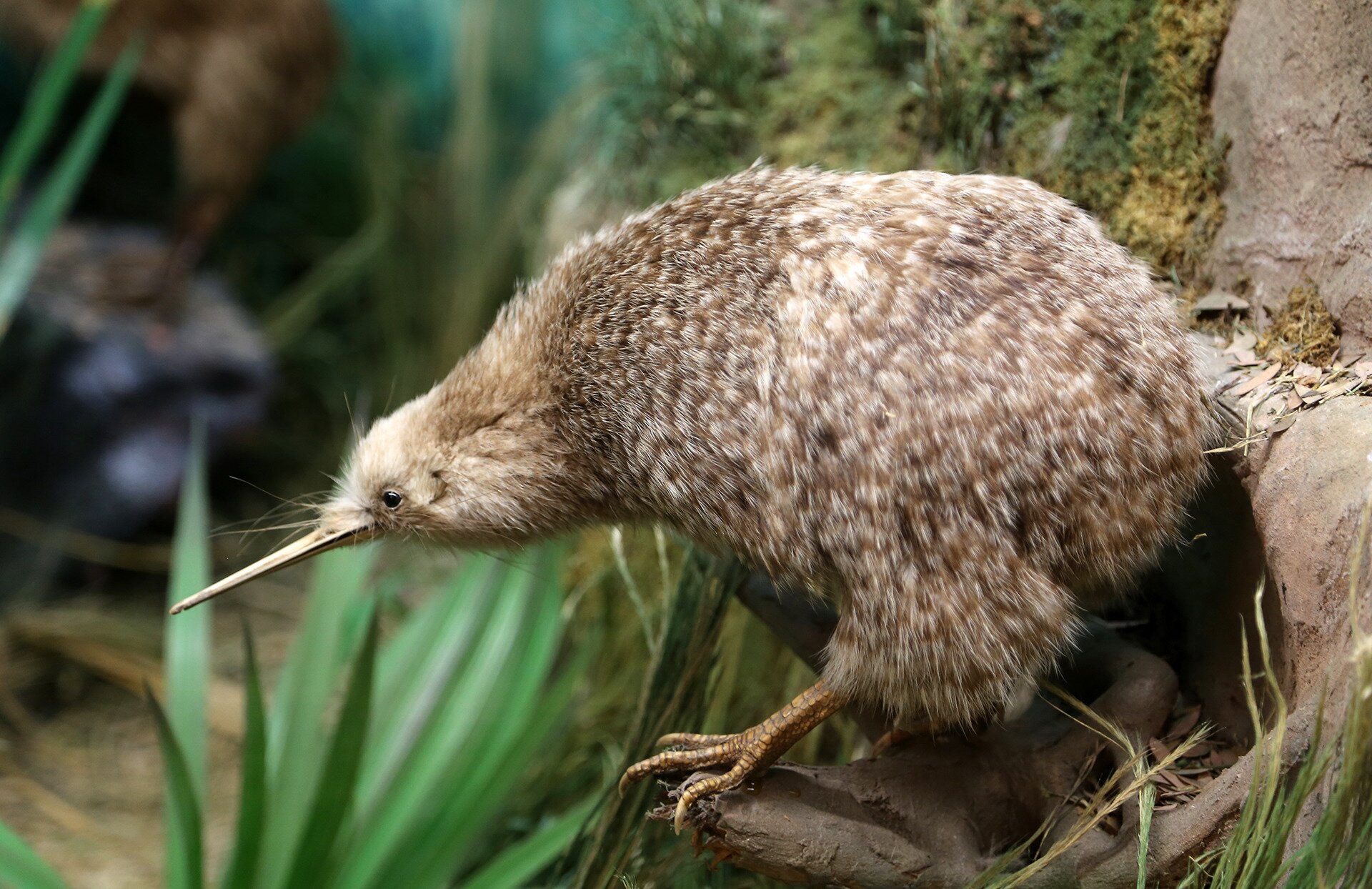 Fotografia barwna przedstawiająca ptaka kiwi. Ptak ten jest niewielki, nie widać u niego skrzydeł, gdyż pióra sprawiają wrażenie puchatej, nakrapianej sierści. Kiwi ma mocne, krótkie ciało i małą głowę. Jego dziób jest długi i ostry. Kolor upierzenia ma beżowo-brązowy, nakrapiany.