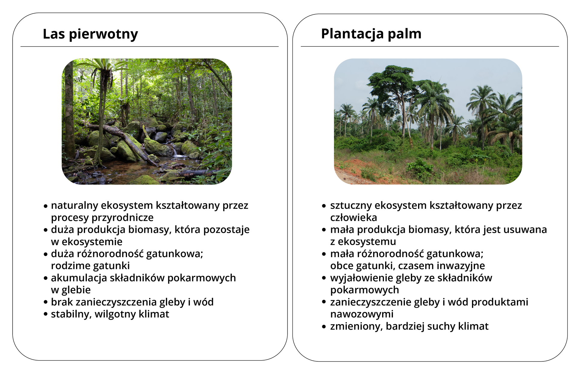 Infografika zawierająca porównanie lasu pierwotnego i plantacji palm. Informacje zestawiono w dwóch kolumnach zawierających fotografie i wyszczególnienia. Kolumna las pierwotny: w kolumnie znajduje się grafika ukazująca dżunglę i potok. Poniżej napis:  Naturalny ekosystem kształtowany przez procesy przyrodnicze;Duża produkcja biomasy, która pozostaje w ekosystemie;Duża różnorodność gatunkowa; rodzime gatunki;  Akumulacja składników pokarmowych w glebie; Brak zanieczyszczenia gleby i wód; Stabilny, wilgotny klimat. Kolumna plantacja palm. W kolumnie zdjęcie pokazujące palmy, poniżej napis:  Sztuczny ekosystem kształtowany przez człowieka;  Mała produkcja biomasy, która jest usuwana z ekosystemu;  Mała różnorodność gatunkowa; Obce gatunki, czasem inwazyjne;  Wyjałowienie gleby ze składników pokarmowych;  Zanieczyszczenie gleby i wód produktami nawozowymi; Zmieniony, bardziej suchy klimat.