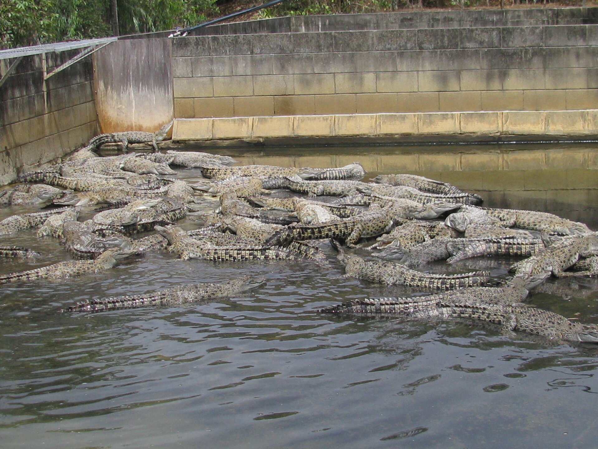 Na zdjęciu krokodyle w wodzie. Leżą gęsto jeden na drugim. Zbiornik wodny ma murowane wysokie brzegi.