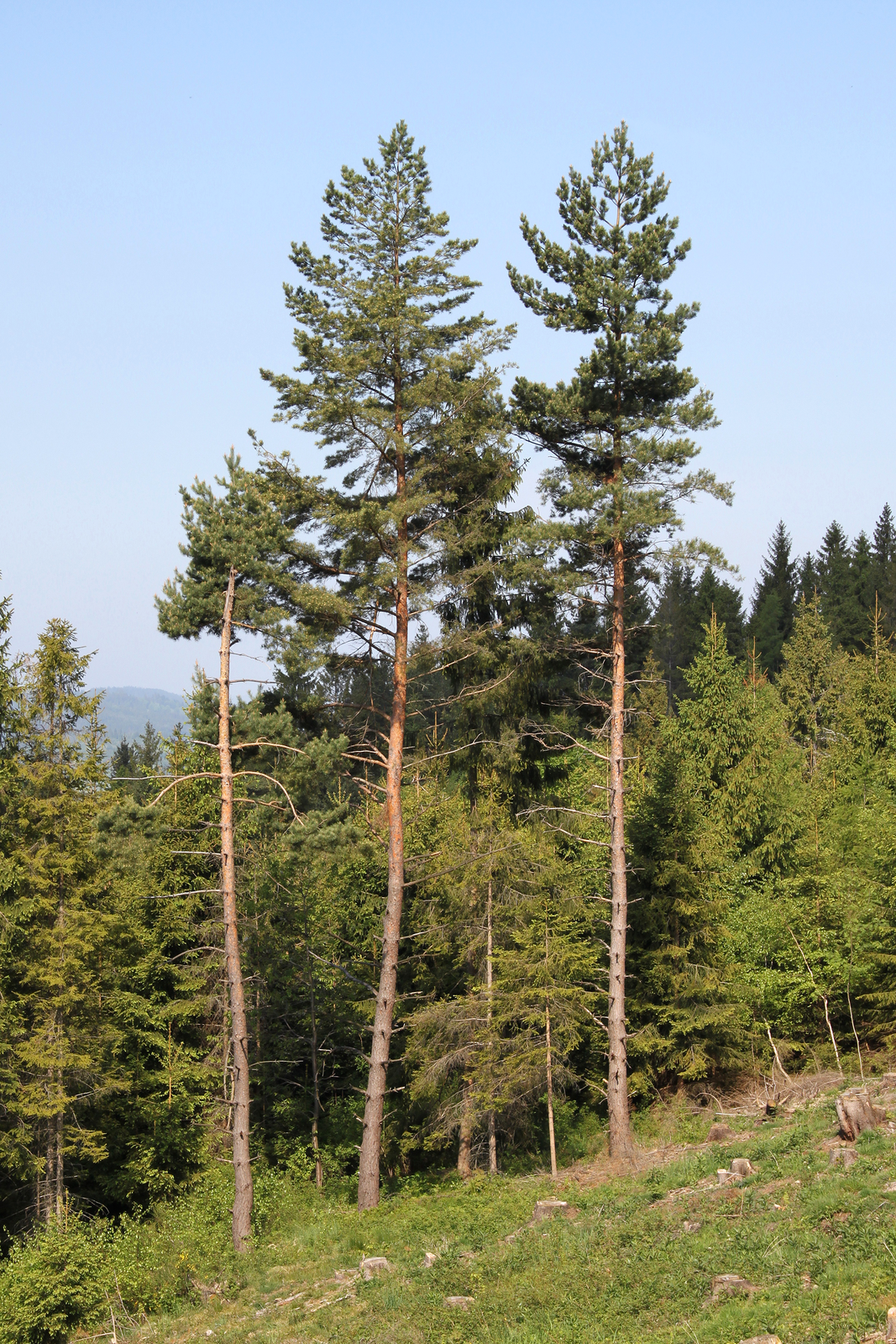 Zdjęcie przedstawiające sosny na skraju lasu. Drzewa mają wąskie, wysokie, brązowe pnie. Pnie są pozbawione gałezi na dole. Gałezie wyrastają w górnej części pnia. Gałęzie są rozmieszczone rzadko i podłoże pod drzewami jest oświetlone.
