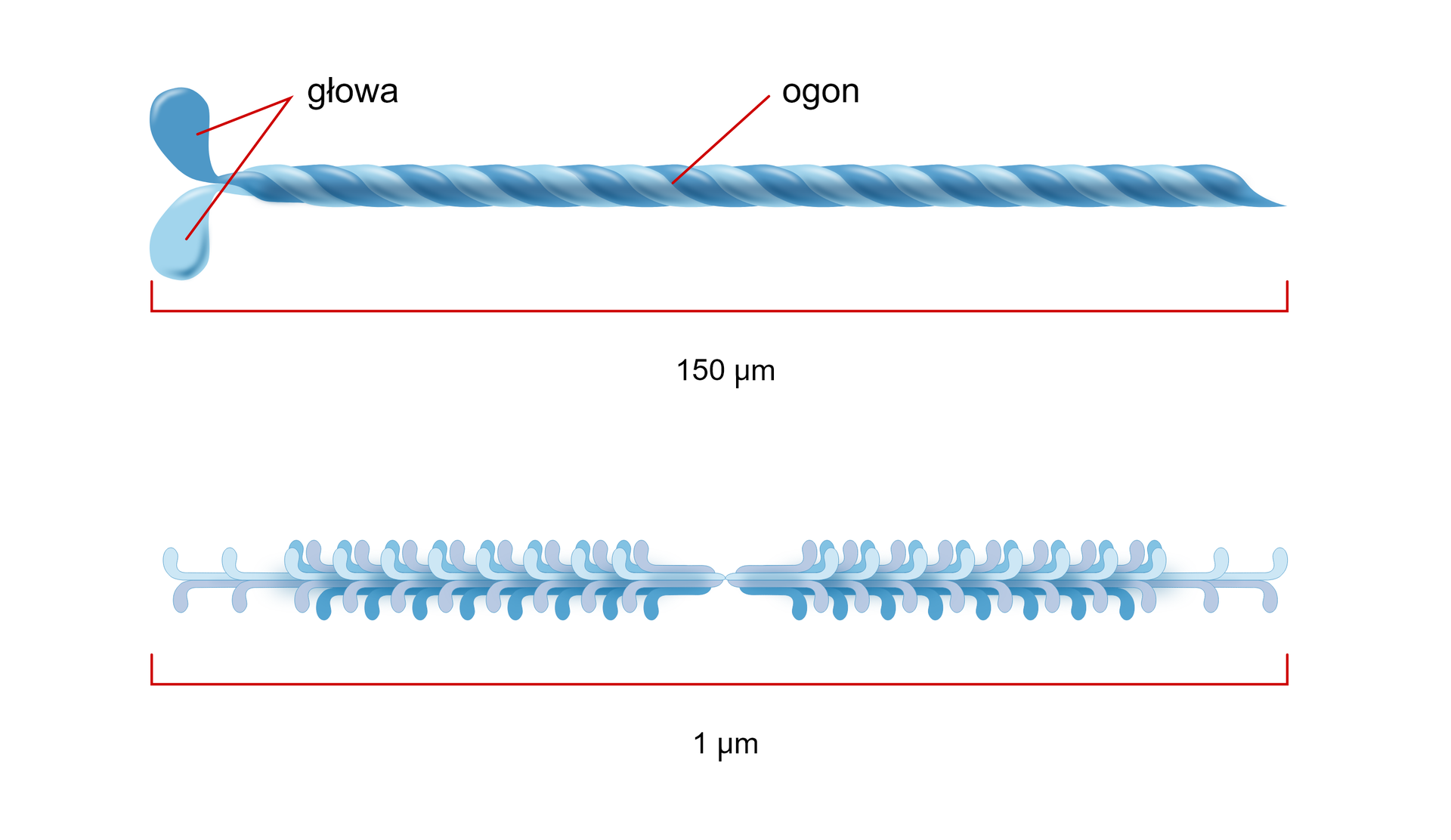 Ilustracja przedstawia budowę cząsteczki miozyny mięśniowej i sposób położenia cząsteczek miozyny w miofilamencie grubym. Cząsteczka ta zbudowana jest z dwóch skręconych ze sobą linii w kolorze jasno- i ciemnoniebieskim. Środkowy odcinek skręconej linii nazywa się ogonem. Miejsce gdzie cząsteczka się kończy, a dwie skręcone linie odchylają się do dołu i do góry to głowa. Mają one w miejscu zakończenia półokrągły kształt. Cząsteczka miozyny mięśniowej posiada długość 150 mikrometrów. Z kolei pod  spodem znajduje się zilustrowany sposób położenia cząsteczek miozyny w miofilamencie grubym. Fragmenty tej cząsteczki są skierowane są na zmianę ku górze i ku dole. Ma ona długość jednego mikrona.