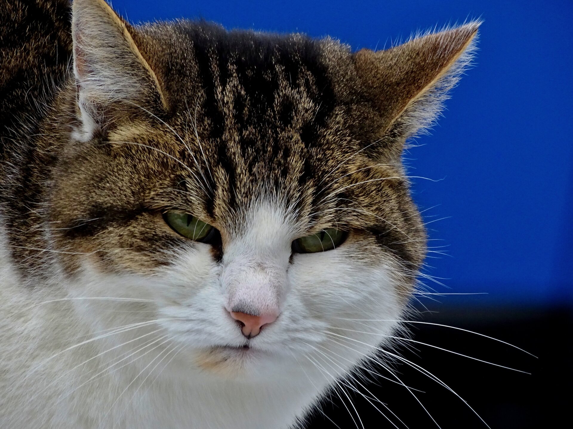 Zdjęcie przedstawia biało‑burego kota w złym humorze.