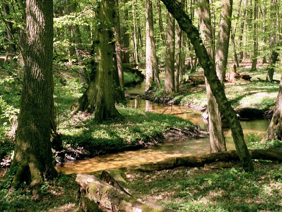Fotografia prezentuje rezerwat leśny. Widoczne drzewa liściaste w wiosennym lesie.