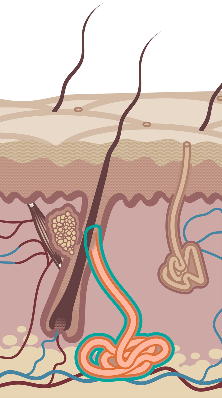 Ilustracja przedstawia przekrój przez warstwy skóry - naskórek i skórę właściwą. Skóra jest owłosiona. Gruczoł zapachowy, większy od gruczołu potowego, umiejscowiony jest w sąsiedztwie włosa, a dokładniej jego części niewystającej ponad powierzchnię naskórka. Jego dolna część ma kształt splątanej rurki. Biegnie w górę, łącząc się z włosem. 