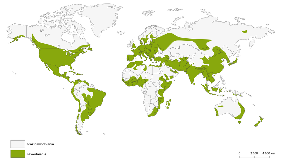 Na mapie świata przedstawiono obszary z brakiem nawodnienia oraz obszary nawadnianie. Obszary nawadniane dotyczą Ameryki Północnej od połowy kontynentu w kierunku południowym, przez Amerykę Łacińską, aż do północnych krańców Ameryki Południowej. W Ameryce Południowej nawadnia się wspomniane północne krańce kontynentu, zachodnie wybrzeże, a także tereny leżące na wschodzie kontynentu wgłąb Ameryki, czyli należy tu część Brazylii, Urugwaj, Paragwaj, wschodnia część Argentyny, wschodnia część Boliwii. Obszary nawadniane to niemal cała Europa wraz z południową częścią Wielkiej Brytanii oraz południową częścią Skandynawii, Azja Południowa, część Indonezji, południowo- zachodnia część Australii, wschodnie wybrzeże Australii, cała Nowa Zelandia, północne krańce Afryki, wschodnie wybrzeże Afryki, kraje leżące nad Zatoką Gwinejską, północna i wschodnia część Madagaskaru, na Półwyspie Arabskim nawadniane są północne i południowe krańce półwyspu. Do obszarów nawadnianych należy także część Rosji - pas ciągnący się od zachodu do połowy kraju w kierunku południowym. Pozostałe rejony świata nie są nawadniane. 