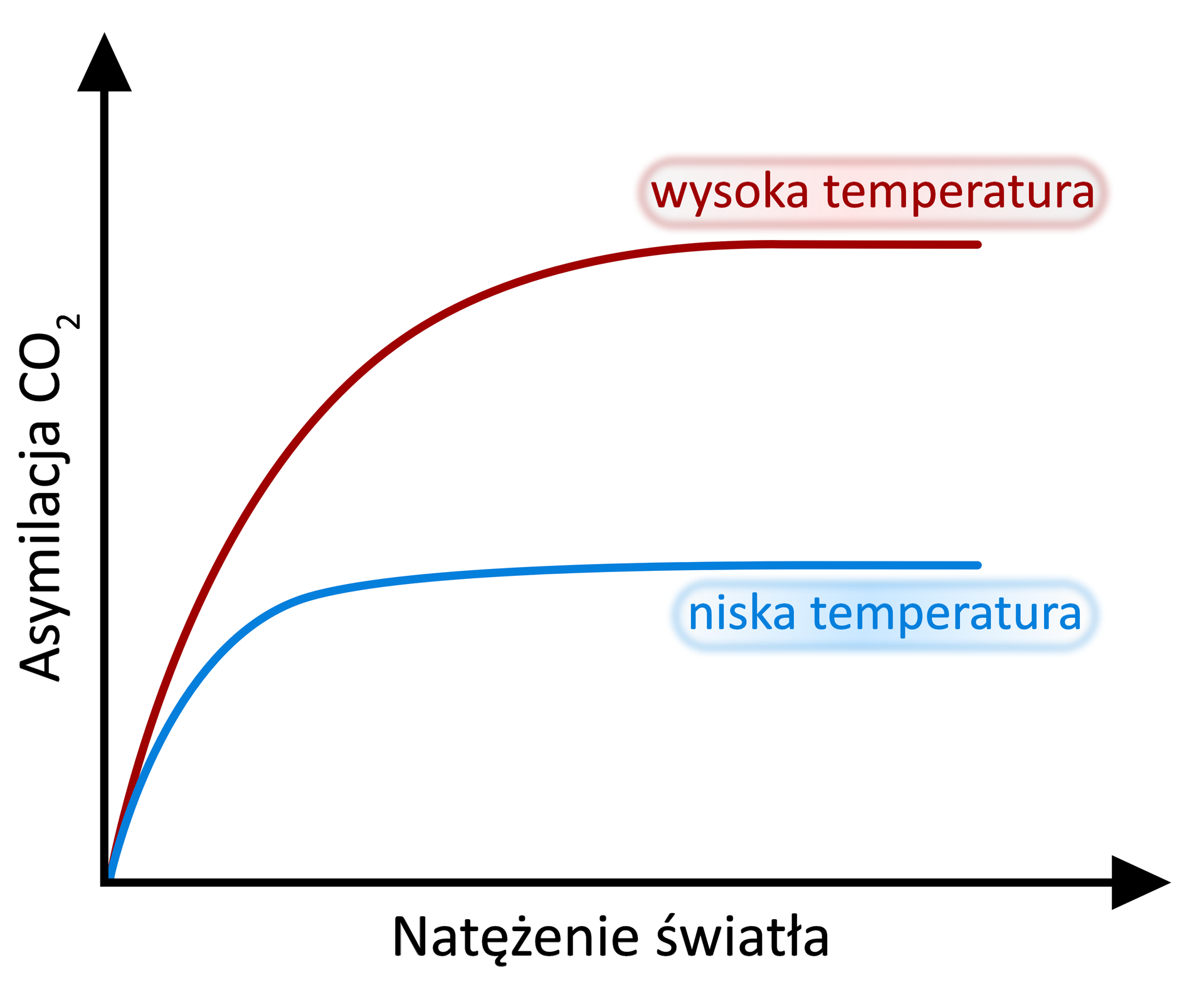 Wykres przedstawia wpływ natężenia światła na asymilację dwutlenku węgla przez rośliny w wysokiej i niskiej temperaturze.  natężenie światła nie ma wpływu na intensywność fotosyntezy. Jest wyższa w wysokiej temperaturze niż w niskiej temperaturze. Razem ze wzrostem natężenia światła intensywność fotosyntezy rośnie do pewnej chwili, zarówno w niskiej, jak i w wysokiej temperaturze.