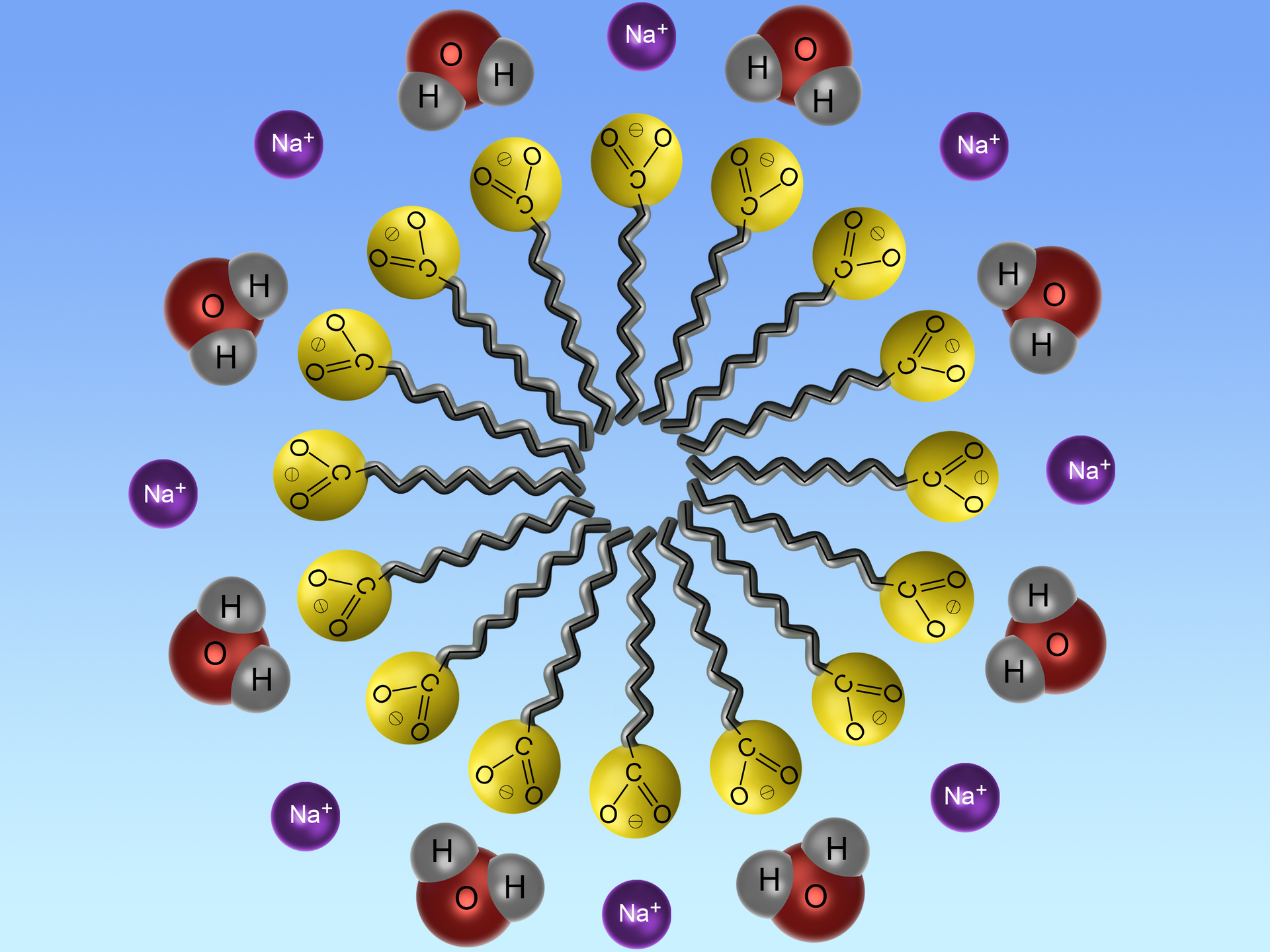 Ilustracja przedstawiająca tworzenie miceli. Hydrofobowe "ogony" skierowane są do wnętrza kulistej struktury, zaś hydrofilowe "głowy" na zewnątrz i otoczone są cząsteczkami wody skierowanymi atomami wodoru do hydrofilowych grup COO- oraz kationami sodowymi Na+.