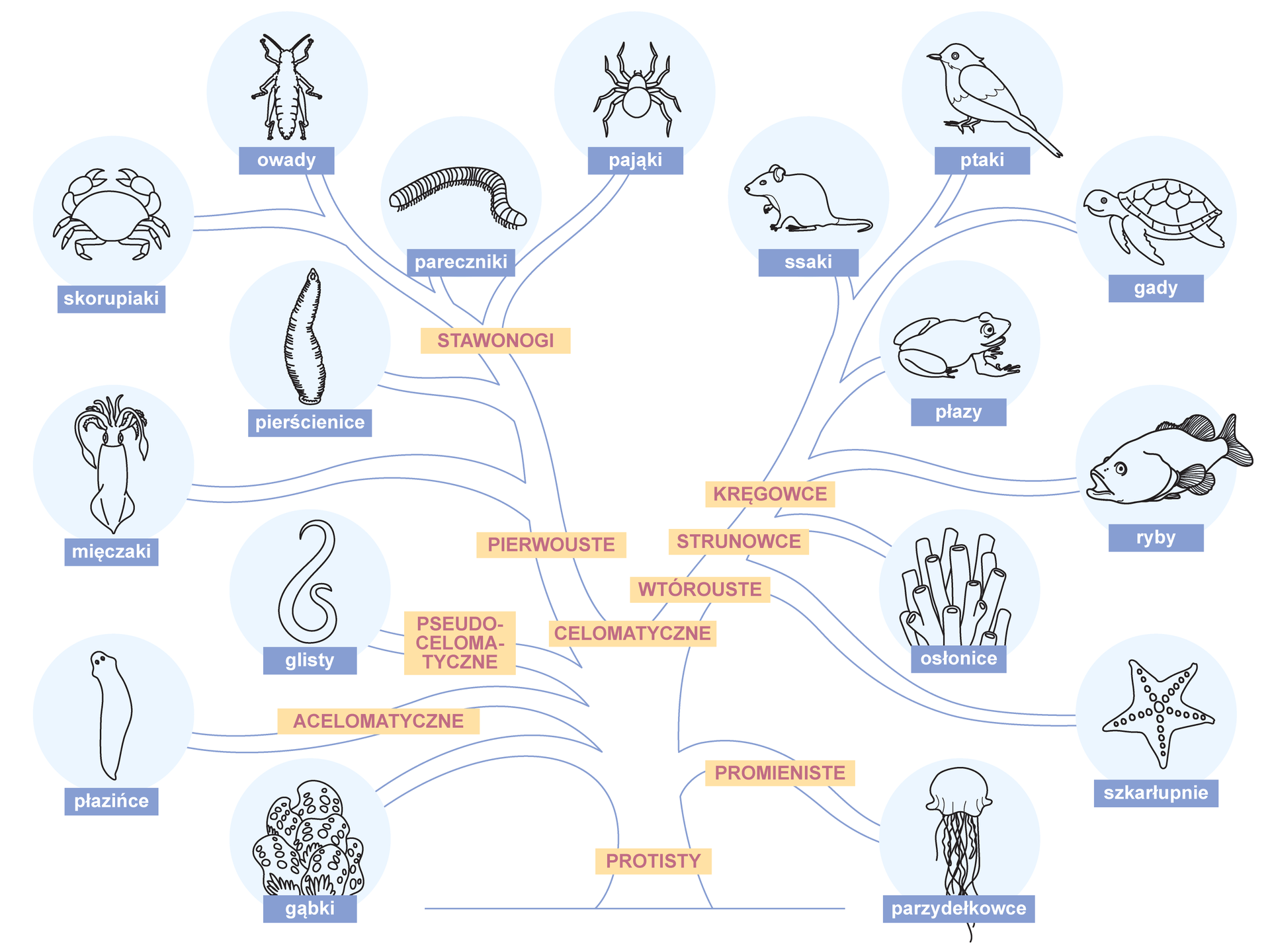 Ilustracja przedstawia drzewo filogenetyczne zwierząt. Na dole drzewa są protisty. Rozgałęzienie w lewo do gąbek, w prawo do parzydełkowców (parzyste). Następnie po lewej w górę acelomatyczne: płazińce, powyżej nich pseudoceloamatyczne: glisty. Na środku drzewa napis: celomatyczne. W lewo pierwouste: mięczaki, pierścienice. Następnie stawonogi: skorupiaki, owady, pareczniki, pająki. Nad celomatycznymi rozgałęzienia po prawej stronie drzewa do: wtóroustych - szkarłupnie, strunowców - osłonic, kręgowców - ryb, następnie powyżej płazów, ssaków, gadów i ptaków. Poszczególne typy zwierząt zilustrowano ikonami, między innymi parzydełkowce - ikona meduzy, szkarłupnie - rozgwiazda, mięczaki - kałamarnica, skorupiaki - krab, pareczniki - wij.
