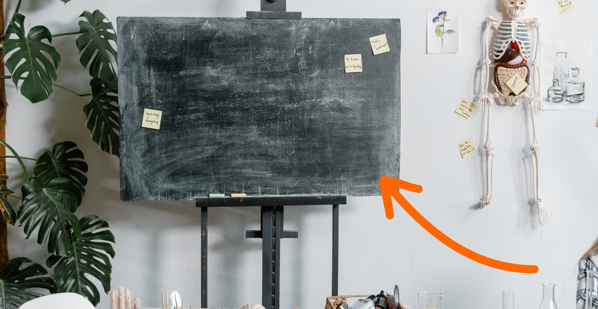 Zdjęcie przedstawia niezapisaną tablicę szkolną. Po prawej stronie tablicy znajduje się szkielet człowieka. Po lewej widoczny jest kwiat doniczkowy. Na ilustracji znajduje się strzałka skierowana na tablicę.