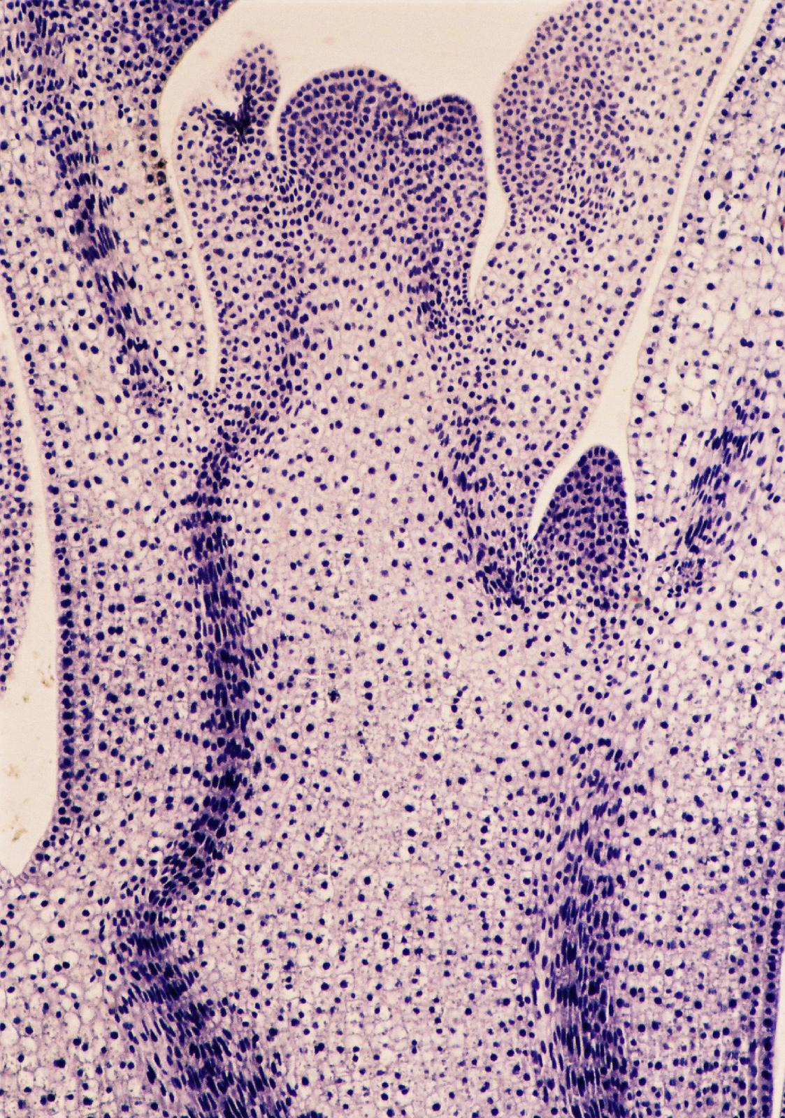Mikrofotografia przedstawiajaca przekrój podłużny przez stożek wzrostu pędu. Komórki zabrwione na fioletowo, cienkościenne o dużych jądrach.