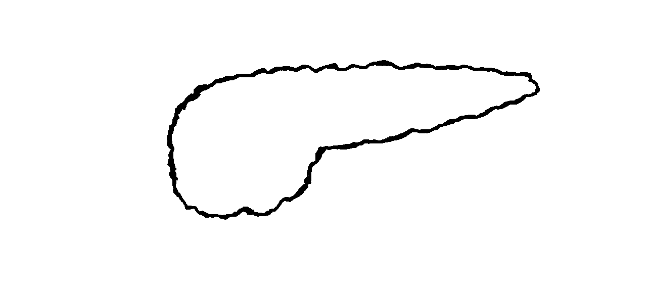 Zarysowany czarną kreską schemat trzustki.