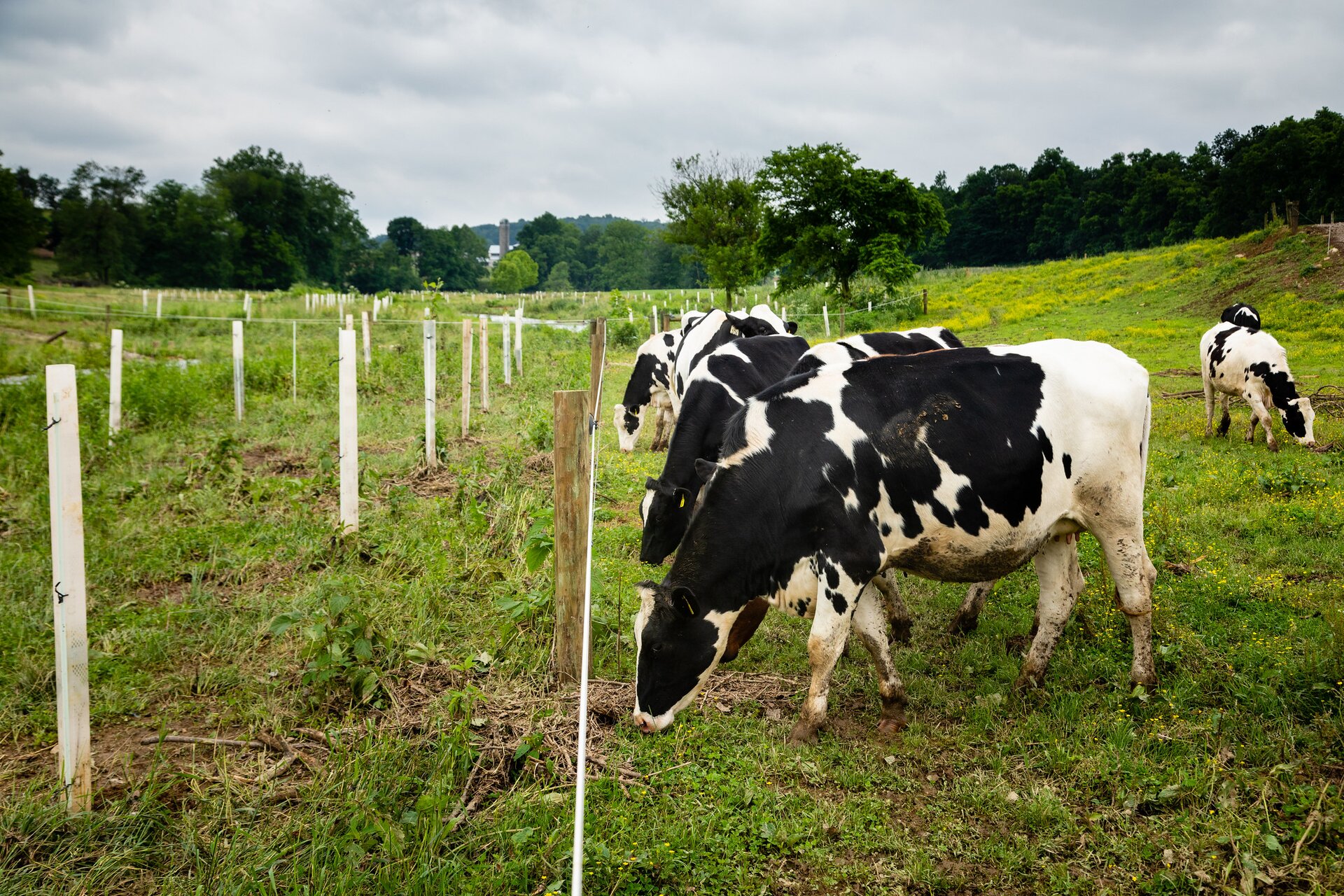 Na zdjęciu widać łąkę. Po prawej stronie stoją krowy jedzące trawę. Po lewej stronie widać ogrodzenie pastwiska z drewnianych słupków i linki.