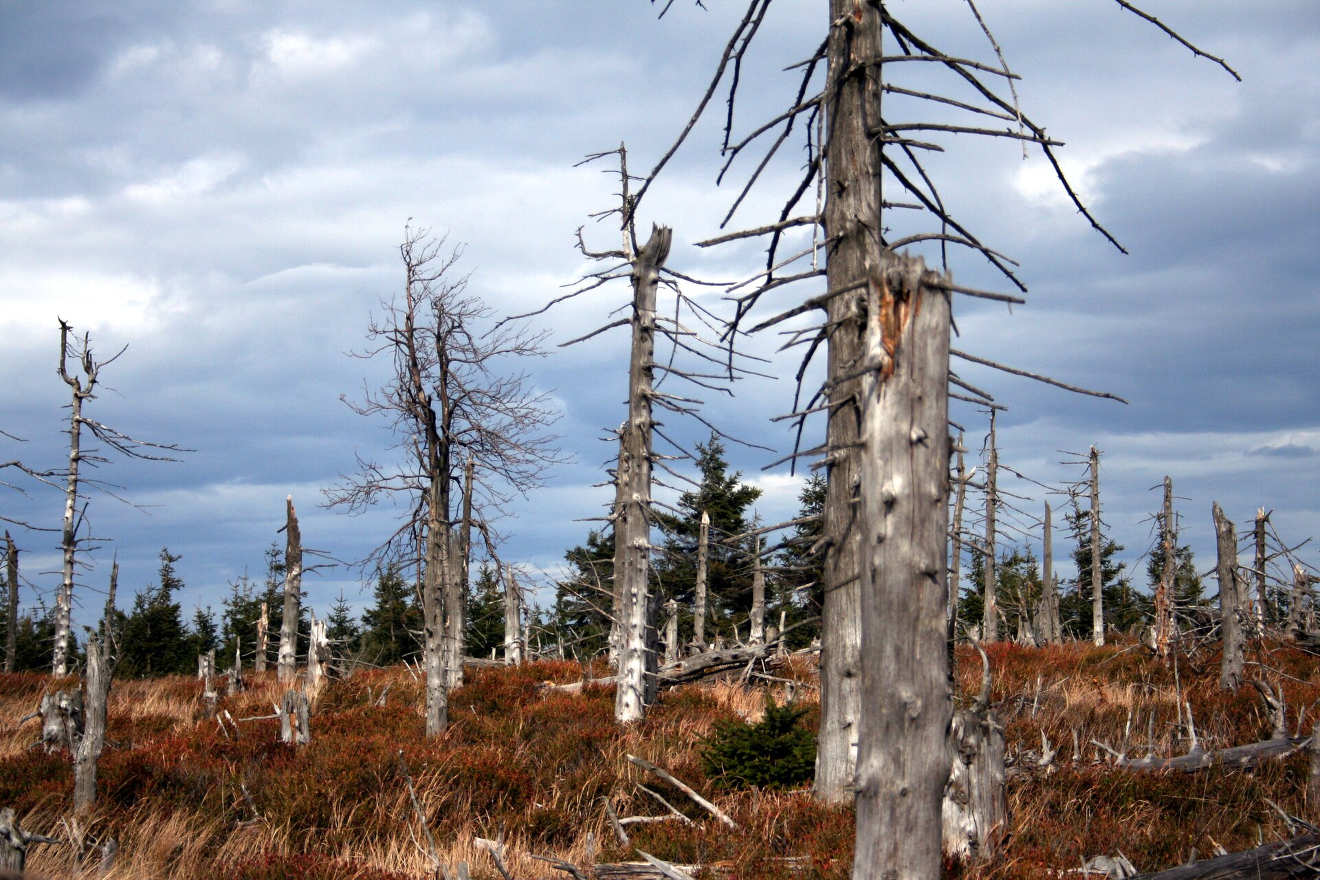 Fotografia przedstawia kilkanaście szarych, wyschniętych pni drzew ze sterczącymi gałęziami. Stoją na górskim zboczu w zrudziałej trawie. To martwy las w Górach Sowich. Za nim rosną ciemnozielone świerki.