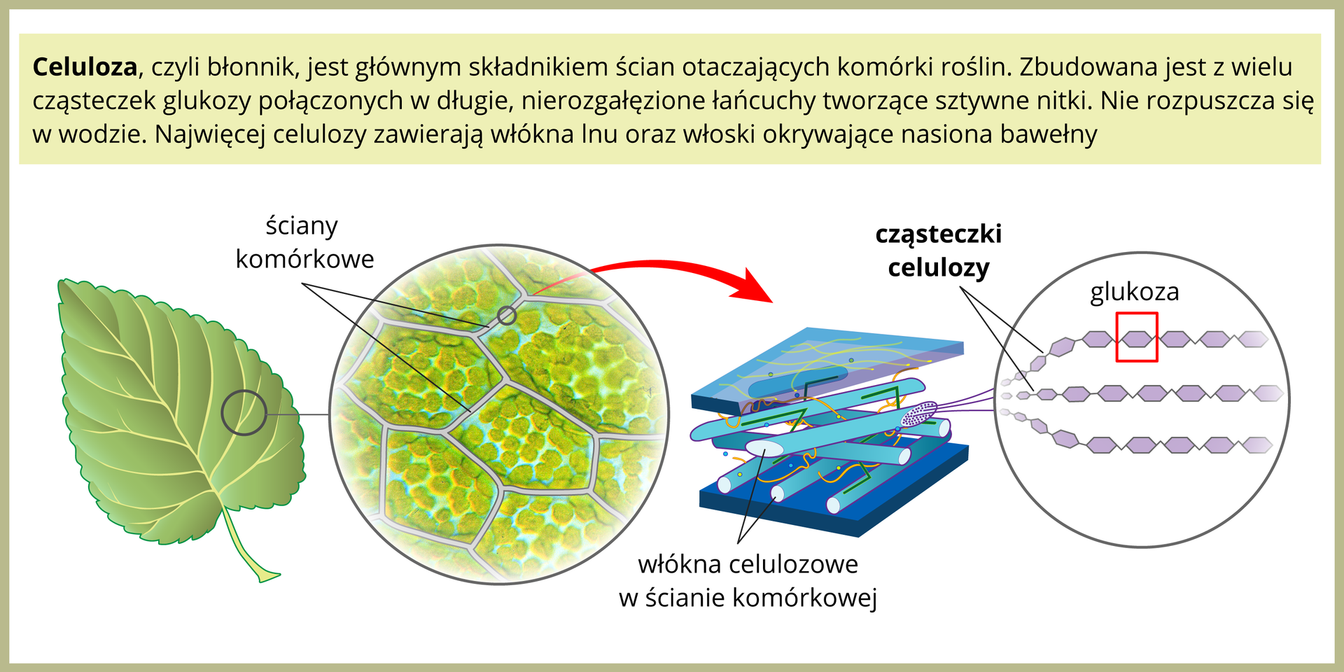 Ilustracja przedstawia po lewej zielony liść. W prawo znajduje się powiększenie kilku komórek liścia, oddzielonych od siebie białymi ścianami. Czerwona strzałka prowadzi w prawo do powiększenia ściany komórkowej, złożonej z błękitnych włókien celulozy, ułożonych warstwami na przemian. Dalej po prawej znajduje się powiększenie cząsteczki celulozy, zbudowanej z wielu fioletowych sześciokątów, czyli cząsteczek glukozy.