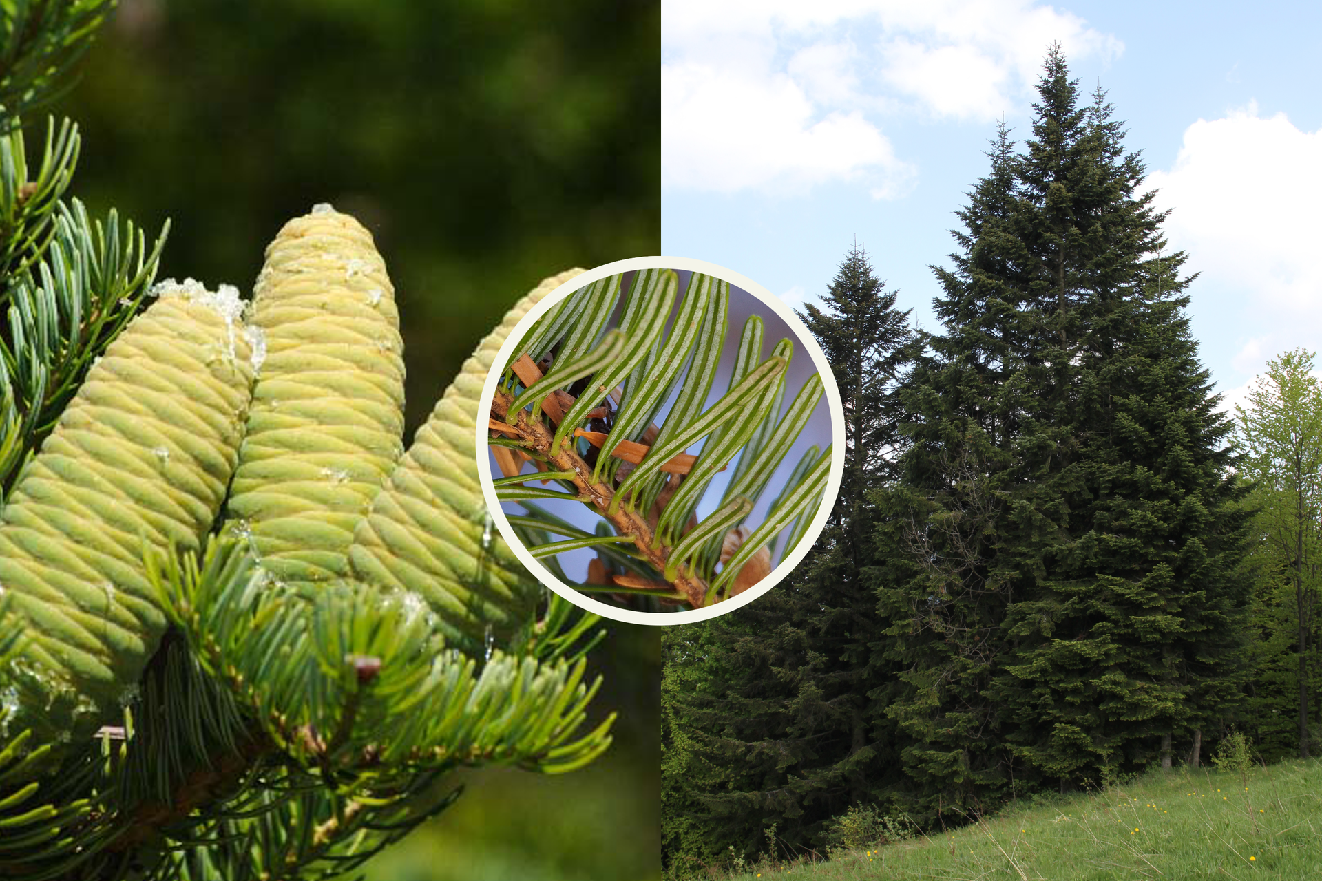 Fotografia z lewej przedstawia gałąź jodły pospolitej z pojedynczymi igłami i trzema grubymi, jasnozielonymi, stojącymi szyszkami. Po prawej fotografia przedstawia kilka jodeł na zboczu. W tle inne drzewa. Kółko w centrum przedstawia zbliżenie pędu jodły: brązowa gałązka i zielone liście z dwoma białymi paskami wzdłuż.