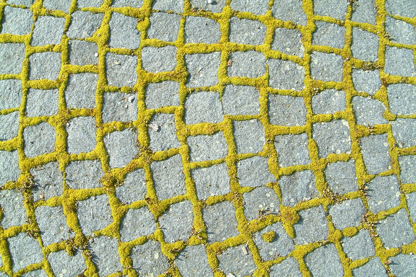 Fotografia przedstawiająca bruk, który został skolonizowany przez mchy.