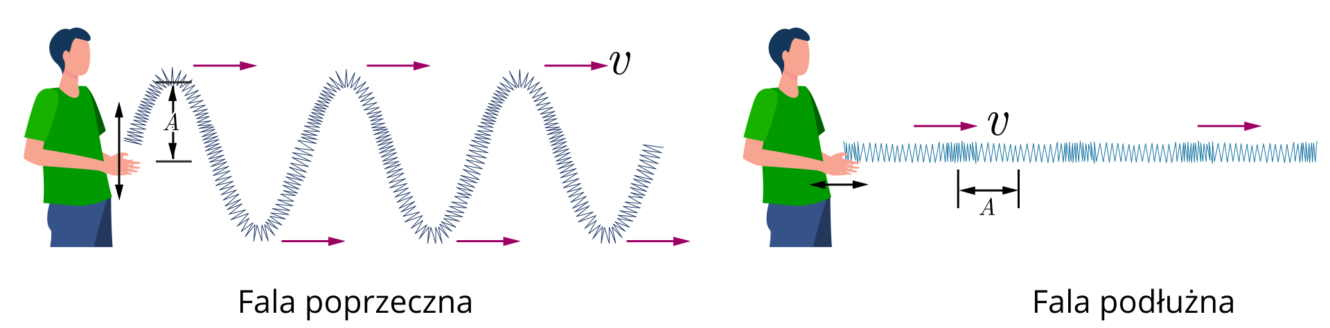 Ilustracja złożona z dwóch części. Na każdej widoczny jest człowiek, trzymający jeden koniec długiej sprężyny, zaczepionej drugim końcem w punkcie znajdującym się na wysokości dłoni człowieka. Człowiek na ilustracji lewej, podpisanej fala poprzeczna, macha początkiem sprężyny w górę i w dół, a sprężyna układa się w kształt zygzakowaty, symetryczny. Zaznaczono amplitudę fali, jako wysokość od dłoni do grzbietu fali, oraz prędkość, jako strzałki przy grzbietach i dolinach. Człowiek na prawej ilustracji, podpisanej fala podłużna, macha sprężyną poziomo. Na ułożonej w linii sprężynie widać obszary zagęszczenia. Amplituda została oznaczona jako odległość pomiędzy miejscem największego zagęszczenia oraz miejscem najmniejszego zagęszczenia, sąsiadujących ze sobą. Wektor prędkości zaznaczony został wzdłuż sprężyny.