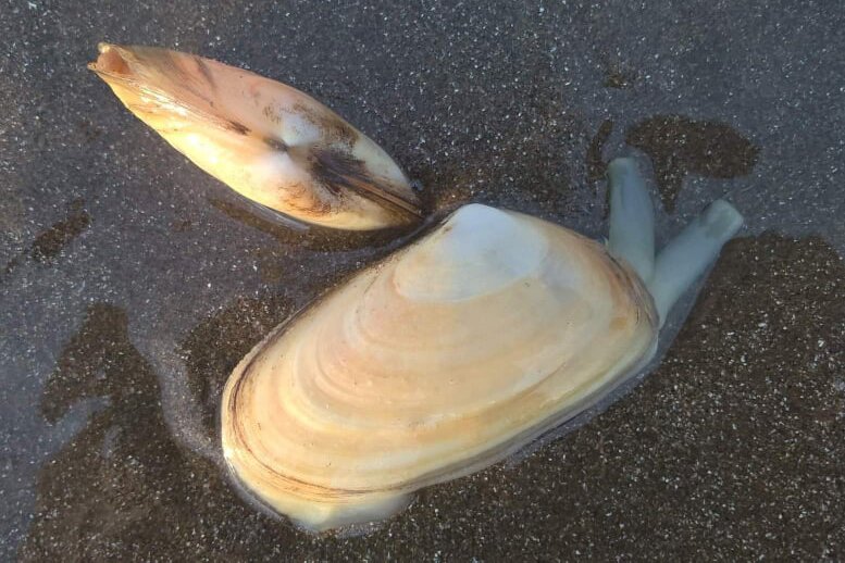 Zdjęcie przedstawia dwie małże leżące w płytkiej wodzie. Posiadają one jasnobeżowe muszle.