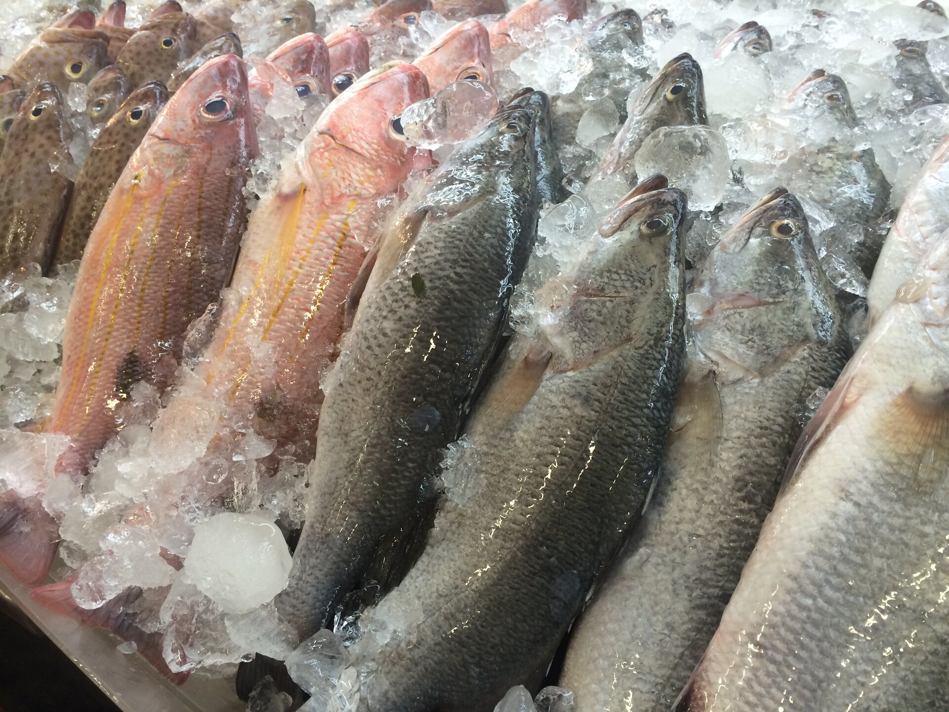 Fotografia przedstawia świeże ryby wyłożone na półce sklepowej i obłożone lodem.
