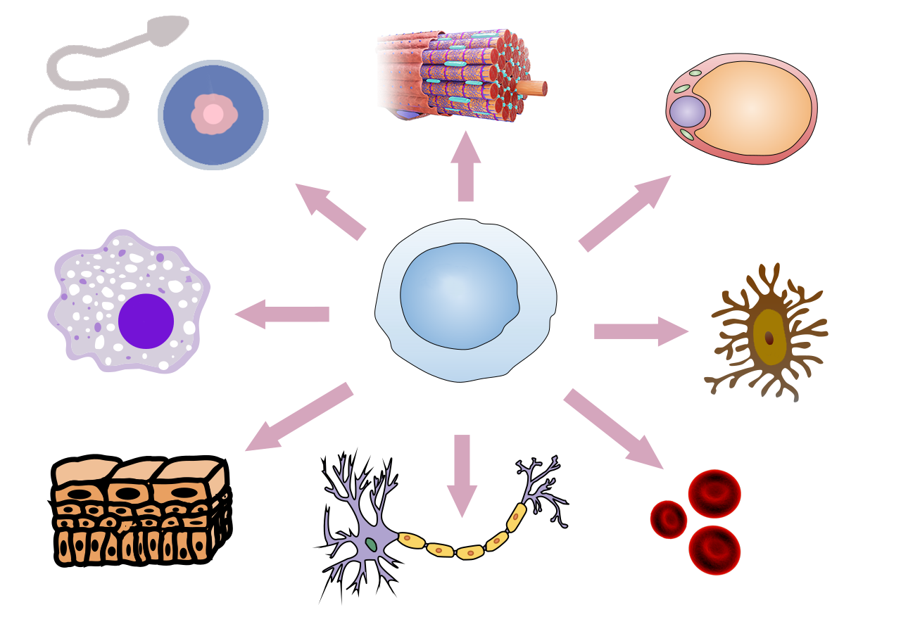 Ilustracja przedstawia zdolność komórki macierzystej do przekształcania się w inne typy komórek organizmu. W centralnej części schematu znajduje się komórka macierzysta. Ma kulisty kształt. Wewnątrz znajduje się okrągłe jądro komórkowe. Od komórki macierzystej promieniście narysowano strzałki wskazujące poszczególne komórki, w jakie może zmienić się komórka macierzysta. Strzałka biegnąca w górę wskazuje na podłużne komórki mięśniowe z zaznaczonym poprzecznym prążkowaniem oraz położonymi obwodowo jądrami. Kolejna strzałka na schemacie wskazuje komórkę tłuszczową. Komórka ma owalny kształt. W jej wnętrzu znajduje się duża kropla tłuszczu. Jądro komórkowe oraz mitochondria zlokalizowane są na obrzeżach. Kolejna strzałka wskazuje na komórkę tkanki kostnej z centralnie ułożonym jądrem komórkowym, która posiada liczne wypustki. Następnie wskazano na komórki krwi. Mają one kształt dwuwklęsłych dysków. Nie posiadają jądra komórkowego. Następnie oznaczono komórkę nerwową, która składa się z ciała komórki oraz dwóch rodzajów wypustek. Kolejna ze strzałek wskazuje na komórki nabłonka mające kształt sześcienny z umiejscowionym centralnie jądrem komórkowym. Komórki ściśle przylegają do siebie. Tworzą zwartą strukturę. Kolejną strzałką oznaczono komórkę układu odpornościowego z centralnie umiejscowionym jądrem komórkowym. Ma nieregularną formę. Zawiera liczne elementy komórkowe, zaznaczone na schemacie jako punkty otaczające jądro komórkowe. Następna strzałka wskazuje komórki płciowe: plemnik i komórkę jajową. Plemnik składa się z owalnej główki, szyjki i witki. Komórka jajowa jest okrągła. Otoczona jest przez dwie osłonki.