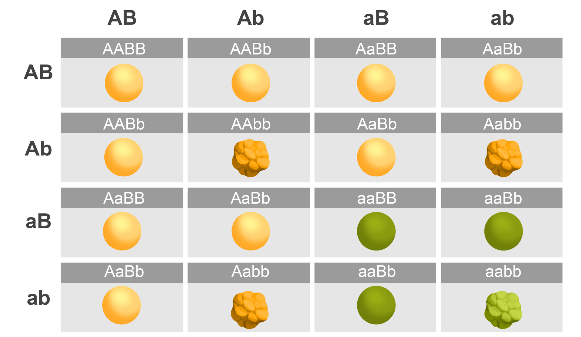 Ilustracja przedstawia krzyżówkę genetyczną ukazującą fenotypy i genotypy uzyskane w pokoleniu F2. Krzyżówki są następujące: z AB (duże A, duże B) i AB (duże A, duże B) powstaje genotyp AABB – dwa duże A, dwa duże B (żółta kulka), z AB (duże A, duże B) i Ab (duże A, małe b) powstaje AABb – dwa duże A, duże B, małe b (żółta kulka), z AB (duże A, małe b) i aB (małe a, duże B) powstaje AaBB (duże A, małe a, dwa duże B) (żółta kulka), połączenie AB (duże A, duże B) i ab (małe a, małe b) daje genotyp AaBb – duże A, małe a, duże B, małe b (żółta kulka). Następnie z połączenia AbAB (duże A, małe b, duże A, duże B) powstaje genotyp AABb – dwa duże A, duże B, małe b (żółta kulka), z Ab (duże A, małe b) i Ab (duże A, małe b) – Aabb (duże A, małe a, dwa małe b) (żółta ziarnista kulka), Ab (duże A, małe b) połączone z aB (małe a, duże B) daje AaBb (duże a, małe a, duże B, małe b) (żółta kulka), Ab (duże A, małe b) i ab (małe a, małe b) daje genotyp Aabb – duże A, małe a, dwa małe b (ziarnista żółta kulka). Z połączenia aB (małe a, duże B) z AB (duże A, duże B) powstaje genotyp AaBB – duże A, małe a, dwa duże B) (żółta kulka), aB (małe a, duże B) połączone z Ab (duże A, małe b) daje genotyp AaBb – duże A, małe a, duże B, małe b (żółta kulka), aB (małe a, duże B) dodać aB (małe a, duże B) daje aaBB – dwa małe a, dwa małe B (zielona kulka), natomiast aB (małe a, duże B) połączone z ab (małe a, małe b) daje genotyp aaBb – dwa małe a, duże B, małe b (zielona kulka). W ostatnim typie krzyżowania z połączenia ab (małe a, małe b) z AB (duże A, duże B) powstaje genotyp Aabb – duże A, małe a, dwa małe b (ziarnista żółta kulka), połączenie ab z aB (małe a, duże B) daje aaBb – dwa małe a, duże B, małe b (zielona kulka), natomiast połączenie ab (małe a, małe b) z ab (małe a, małe b) daje genotyp aabb (dwa małe a, dwa małe b) (ziarnista zielona kulka).
