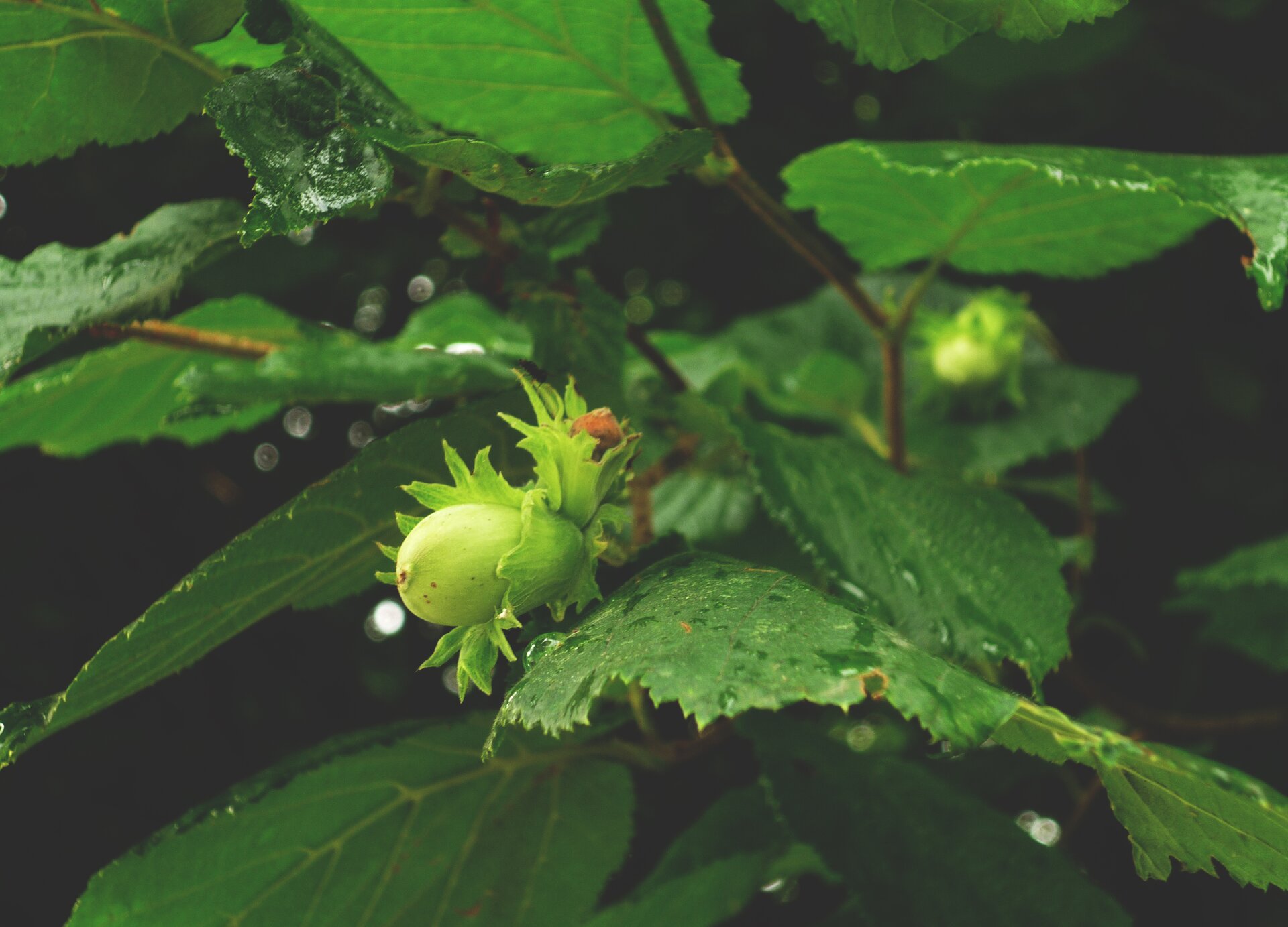 Kliknij, aby powiększyć Zdjęcie przedstawia mokre gałązki leszczyny z liśćmi oraz orzechy laskowe.