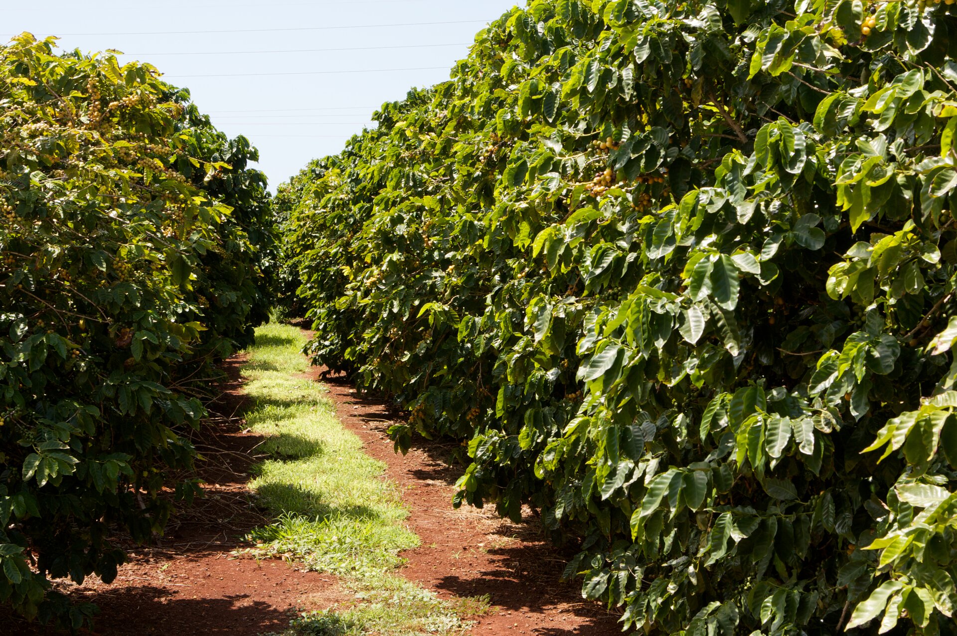 Zdjęcie przedstawia ścieżkę biegnącą pomiędzy krzewami kawy. Krzewy mają gęste liście o pofałdowanych brzegach. Krzewy kawy rosną w słońcu.    