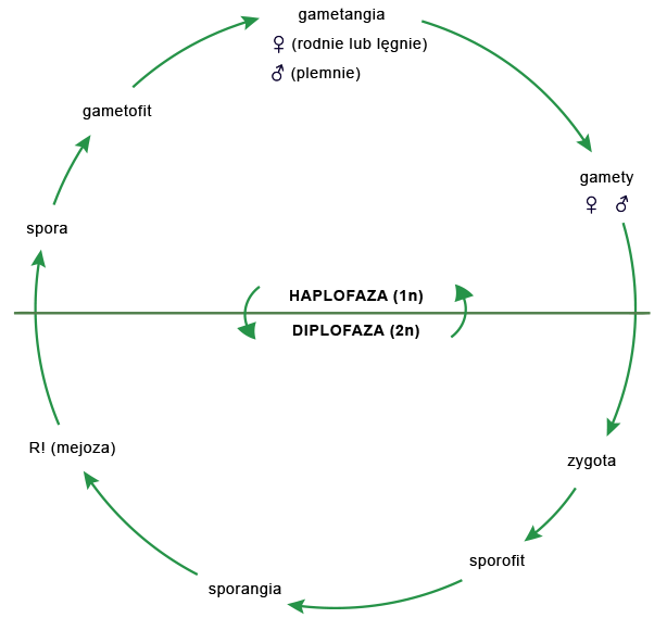 Ilustracja przedstawia okrąg złożony ze strzałek idących zgodnie ze wskazówkami zegara. Ukazane są następstwa przemiany pokoleń począwszy od gametangii, która dzieli się przy płci żeńskiej na rodnie lub lęgnie, zaś przy płci męskiej na plemnie. Następnie są gamety - męskie bądź żeńskie. Później zygota, sporofit i sporangia. Potem następuje mejoza tworząca sporę. Na końcu strzałka wskazuje gametofit, od którego strzałka prowadzi znów do gametangii. W środku okręgu znajduje się hasło haplofaza (1n) i diplofaza (2n). Pomiędzy hasłami znajdują się strzałki, które prowadzą od jednego hasła do drugiego.