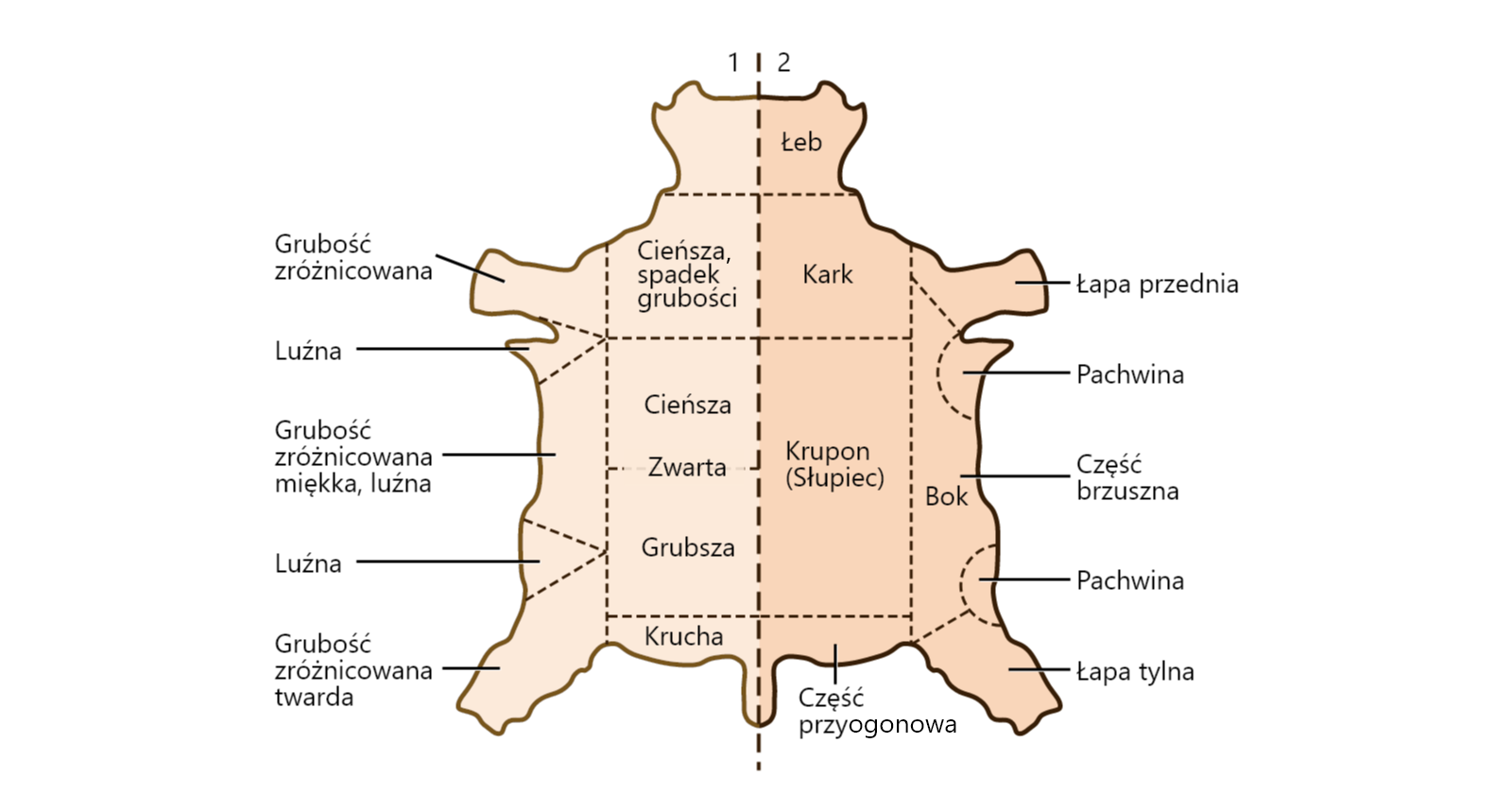 Grafika pod tytułem: Krupon. Grafika przedstawia schemat skóry zwierzęcia podzielonej na rejony, ze wskazaniem odpowiadającej im grubości skóry. Pośród rejonów wyróżniamy: łeb, kark, o skórze cienkiej, wykazującej spadek grubości, łapę przednią, o zróżnicowanej grubości, luźną pachwinę, miękką, luźną część brzuszną boku, mającą zróżnicowaną grubość, twardą łapę tylną, o zróżnicowanej grubości, 
kruchą część przyogonową, centralnie lokalizowany krupon, inaczej słupiec. Cieńszy w głowowej części, zwarty w środku i grubszy w ogonowej części.