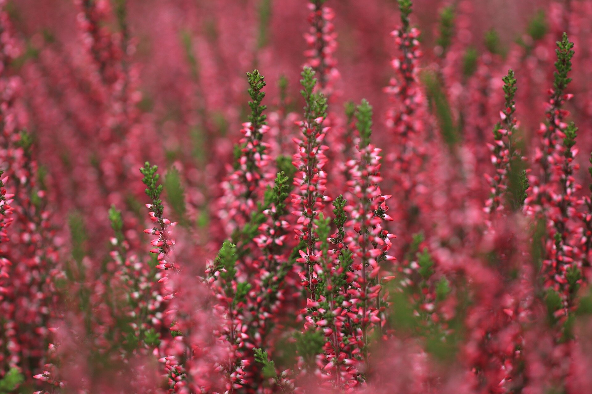 Ilustracja przedstawia krzak wrzosu. Na zdjęciu widać gałązki z wielokwiatowymi, rozgałęzionymi szczytowymi gronami koloru różowo‑białego. Gdzieniegdzie na wierzchołkach widoczne są zielone elementy. 
