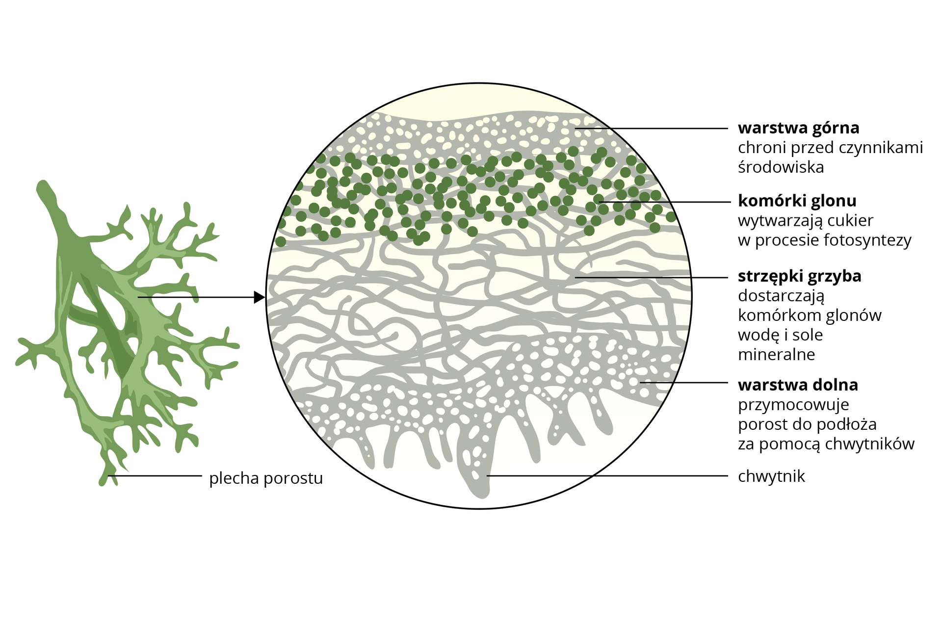 Ilustracja przedstawia budowę porostu. Od lewej widoczny jest szarozielony fragment plechy porostu krzaczkowatego, a po prawej powiększenie mikroskopowe przekroju przez plechę. Ma ona budowę warstwową. Strzępki grzyba mają szary kolor, a komórki glonów zielony. Warstwa górna chroni przed czynnikami środowiska. Poniżej znajdują się komórki glonu. Wytwarzają cukier w procesie fotosyntezy. Poniżej warstwa strzępek grzyba. Dostarczają komórkom glonów wodę i sole mineralne. Poniżej warstwa dolna. Przymocowuje porost do podłoża za pomocą chwytników. Od warstwy dolnej w dół odchodzą wypustki, tak zwane chwytniki.