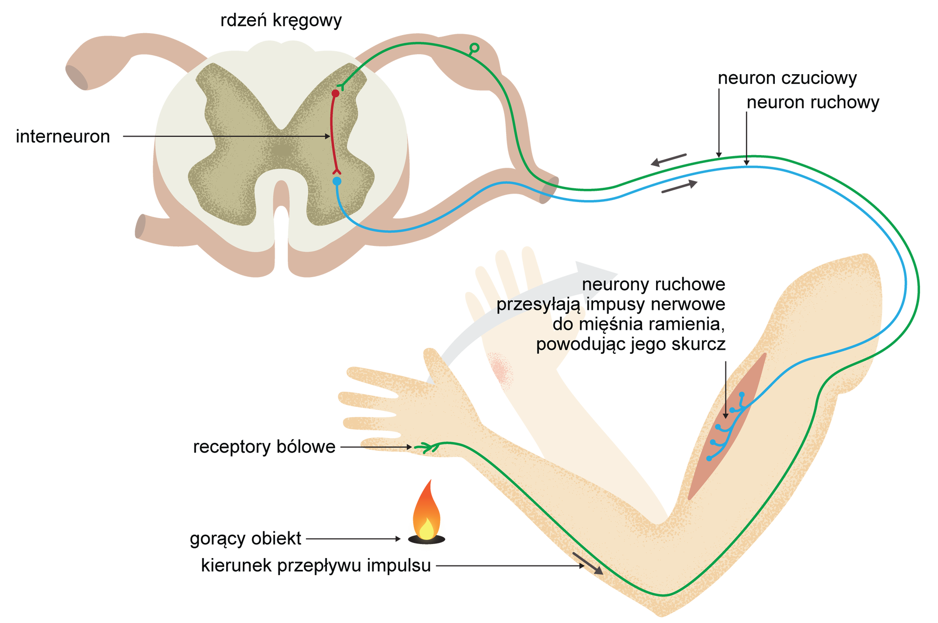 Grafika przedstawia schemat działania łuku odruchowego w reakcji na kontakt dłoni z ogniem. W dłoni znajdują się receptory bólowe. Wystawione na działanie ognia odbierają impuls nerwowy, który przy pomocy neuronu czuciowego jest przekazywany do infraneuronu, znajdującego się w istocie białej rdzenia kręgowego. Następnie jest on przesyłany dalej przy pomocy neuronu ruchowego do mięśnia ręki, powodując jego skurcz i odsunięcie się dłoni znad gorącego obiektu.