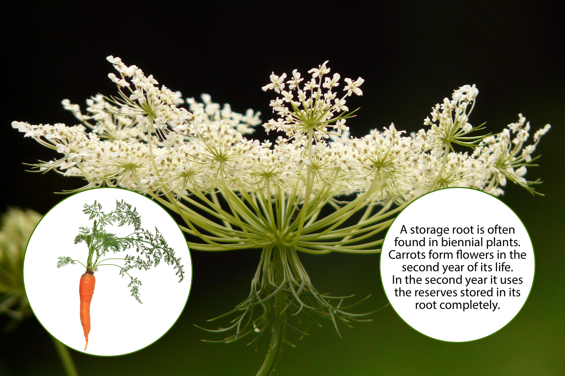 Fotografia przedstawiająca kwiatostan marchwi. Małe, białe płatki zebrane u szczytu rośliny. Znajdujące się na jego obrzeżu baldaszki mają dłuższe szypułki. W dolnym lewym roku jest fotografia korzenia marchwi z liśćmi jako przykład korzenia spichrzowego. W prawym dolnym rogu fotografii jest chmura z podpisem:
A storage root is often found in biennial plants.
Carrots form flowers in the second year of its life.
In the second year it uses the reserves stored in its root completely.