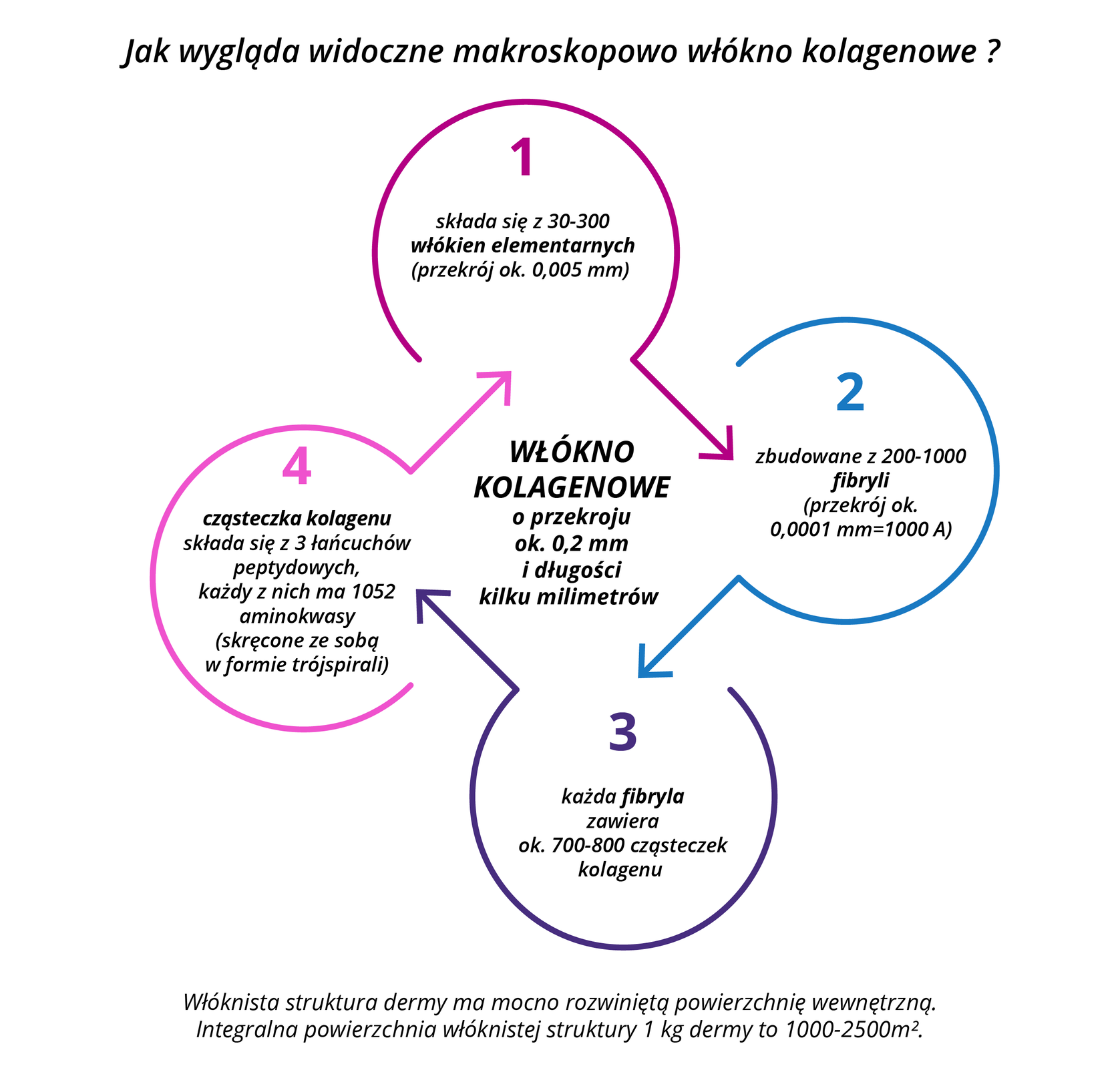 Grafika przedstawia schemat z wypunktowanymi informacjami o budowie kolagenu. W górnej części nagłówek o treści: Jak wygląda widoczne makroskopowo włókno kolagenowe?Poniżej informacje w okrągłych polach, dotyczące włókna kolagenowego o przekroju około 0,2 milimetra i długości kilku milimetrów. 1. Składa się z od trzydziestu do trzystu włókien elementarnych o przekroju około 0,005 mm). 2. Zbudowane z 200‑1000 fibryli o przekrój około 0,0001 milimetra, co równa się 1000. 3. Każda fibryla zawiera około 700‑800 cząsteczek kolagenu. 4. Cząsteczka kolagenu składa się z trzech łańcuchów peptydowych, każdy z nich ma 1052 aminokwasy, skręcone ze sobą w formie trójspirali.Poniżej informacja: Włóknista struktura dermy ma mocno rozwiniętą powierzchnię wewnętrzną. Integralna powierzchnia włóknistej struktury jednego kilograma dermy to od tysiąca do dwóch i pół tysiąca metra kwadratowego.