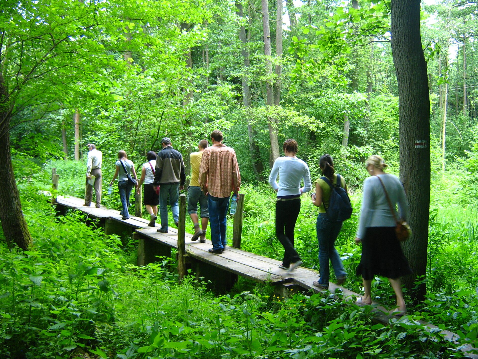 Fotografia przedstawia drewnianą kładkę pośród gęstego lasu liściastego. Na kładce kilka idących osób.