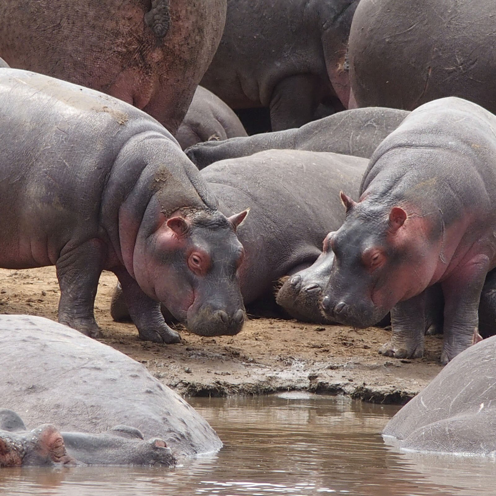 Zdjęcie przedstawia stado hipopotamów przy akwenie wodnym. 