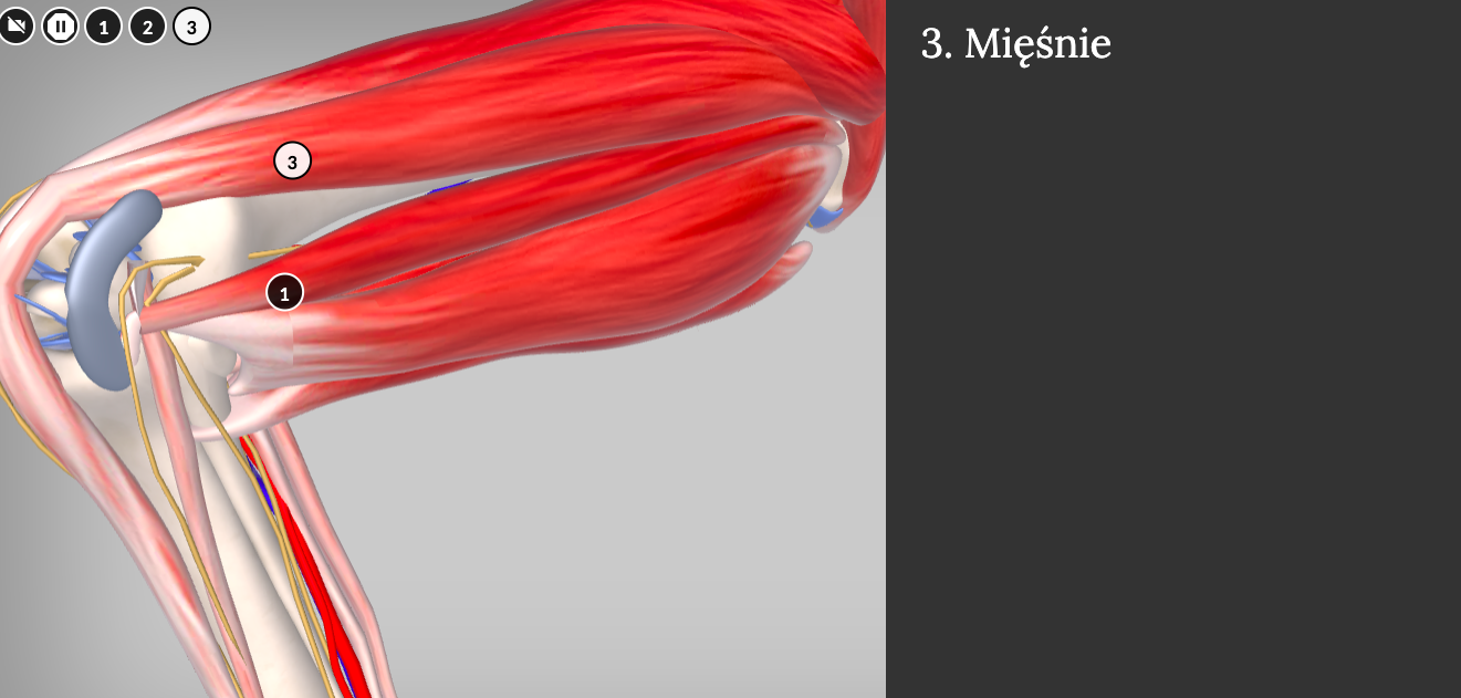 Grafika przedstawia przykładowy obraz modelu 3D z kończyną miedniczą konia z uwzględnieniem mięśni oraz stawów. Kończyna ugięta jest w stawie kolanowym i nadgarstkowym. Na nodze widoczne są okrągłe znaczniki z cyframi jeden i trzy. Po prawej stronie widoczna jest ciemna plansza z napisem "Punkt trzeci. Mięśnie".  W lewym górnym rogu znajduje się pięć kółek. W pierwszym znajduje się symbol przekreślonej kamery. W drugiej przycisk do zatrzymywania kamery z dwiema pionowymi kreskami a w pozostałych trzech cyfry od jeden do trzy. Całość znajduje się na szarym tle. 