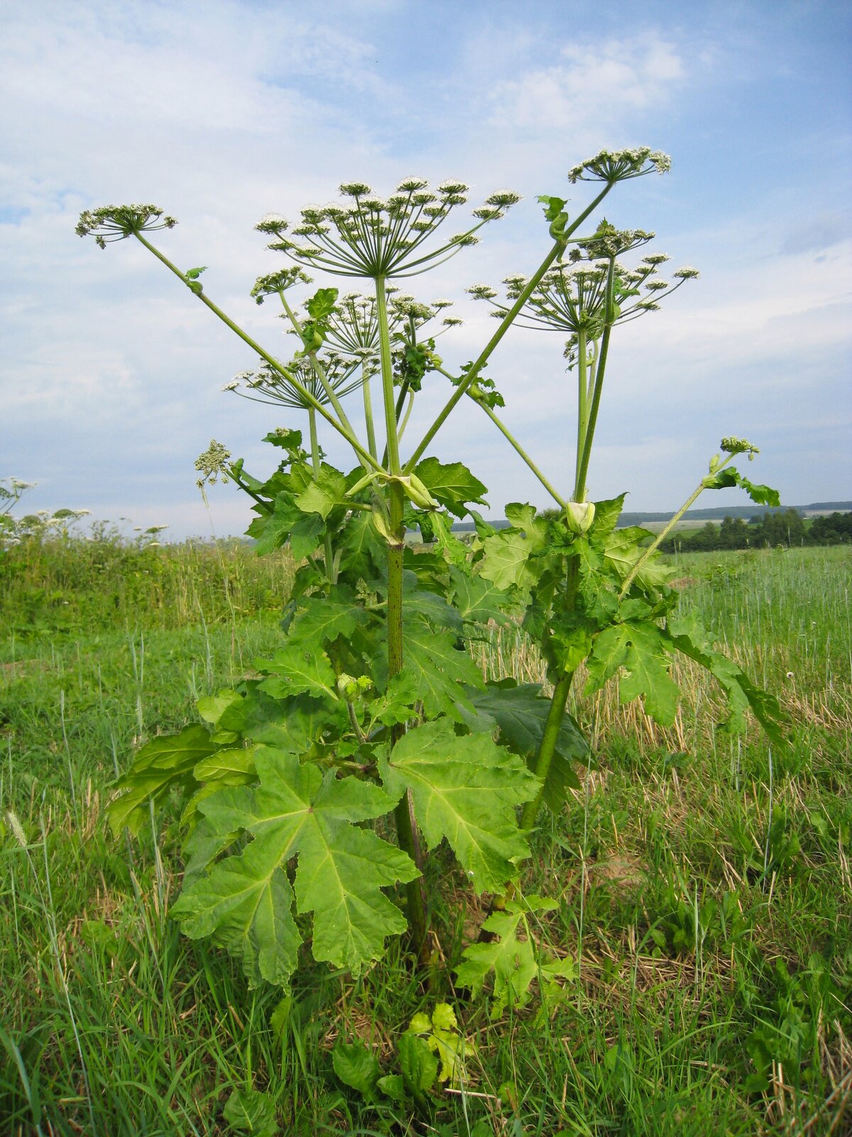 Fotografia przedstawia łąkę, na której rośnie Barszcz Sosnowskiego. Jest to silnie toksyczna roślina. Dotknięcie jej skutkuje pojawieniem się na skórze pęcherzy i zaczerwieniania.