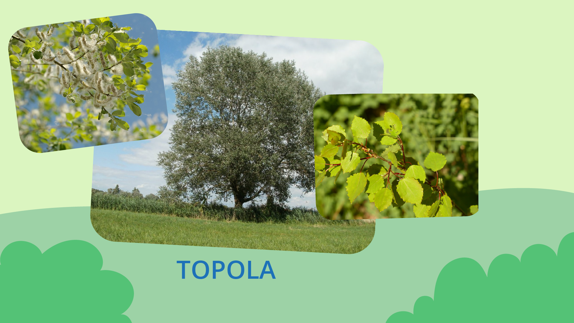 Na grafice znajdują się trzy zdjęcia. Największe, znajdujące się w centralnej części, przedstawia duże, rozłożyste drzewo rosnące na łące. To topola. Po prawej stronie przedstawione zostały drobne, zielone listki tego gatunku drzewa, zaś na zdjęciu po lewej stronie - drobne, białe kwiaty występujące na jego gałęziach. 