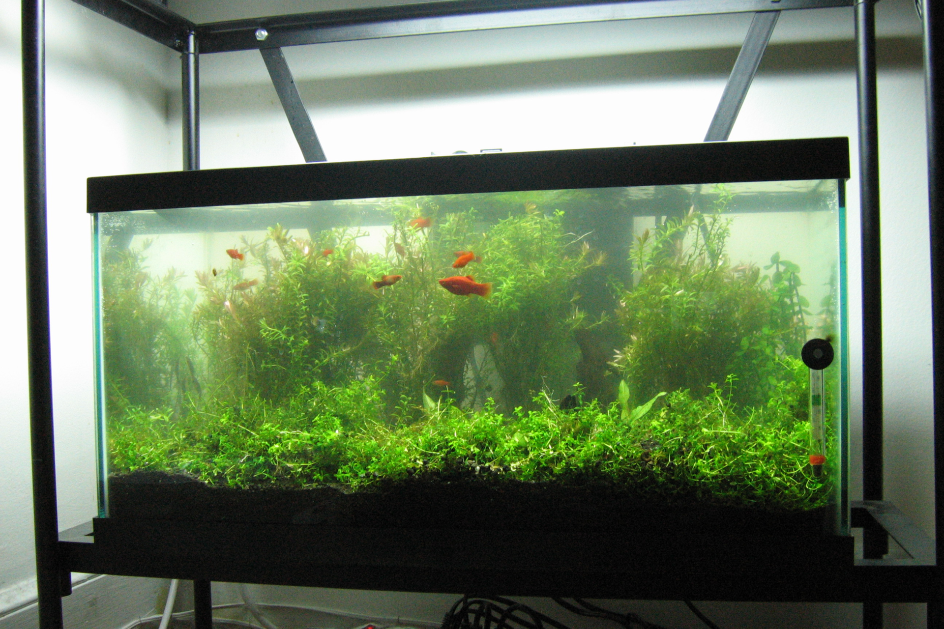 Fotografia przedstawia duże akwarium. Na dnie widoczne jest ciemne podłoże, z którego wyrasta bujna, zielona roślinność. W akwarium pływa kilka niedużych, pomarańczowych rybek.