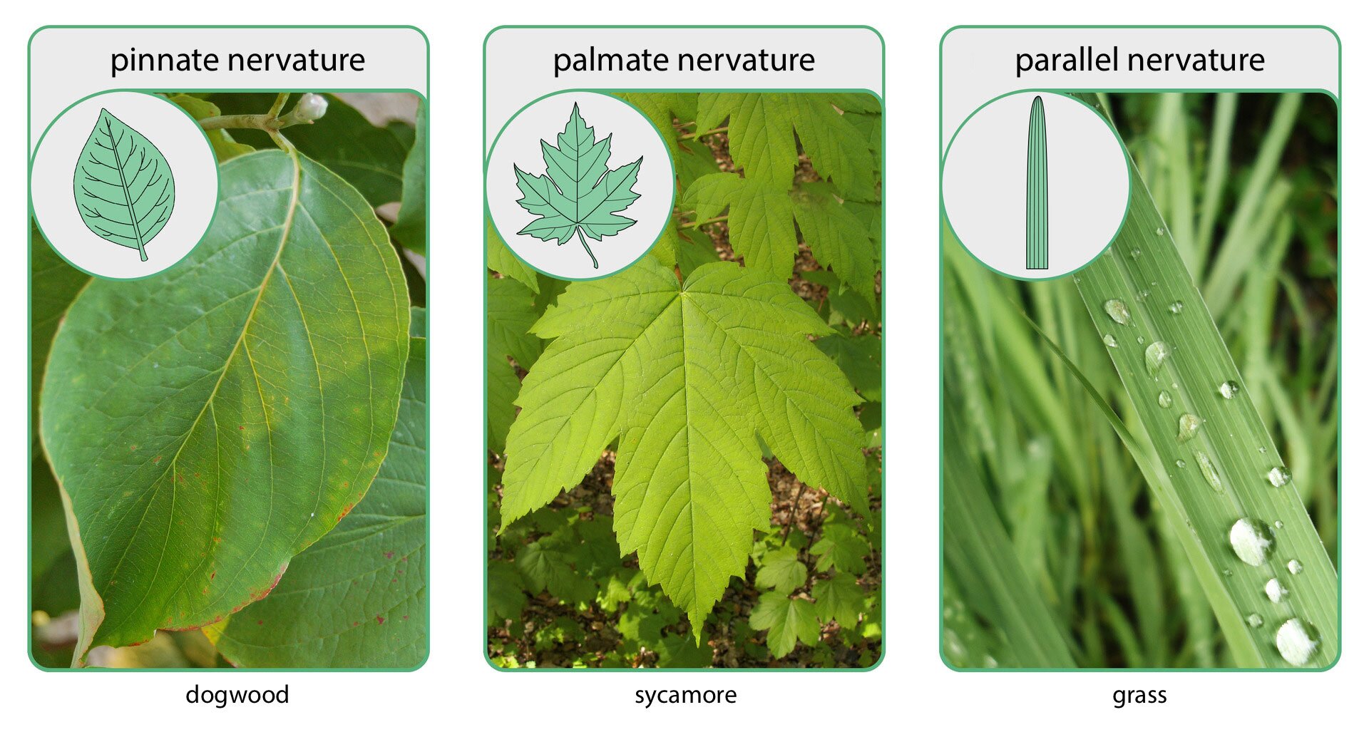 Fotografie trzech różnych odmian liści przedstawiające ich unerwienie. U góry każdy ma kółeczko z rysunkiem układu nerwów liścia. Lewa fotografia przedstawia liść derenia. Ma jeden nerw główny, od którego odchodzą drobniejsze nerwy boczne, jest to nerwacja pierzasta, pinnate nervature. Środkowa przedstawia żółtawy liść jaworu z nerwacją dłoniastą, palmate nervature. Tu nerwy główne rozchodzą się promieniście od nasady liścia. Prawa fotografia przedstawia zbliżenie liścia trawy z kropelkami rosy. Na liściu trawy występuje szereg nerwów jednakowej grubości, ułożonych obok siebie. Liść trawy ma nerwację równoległą, parallel nervature.