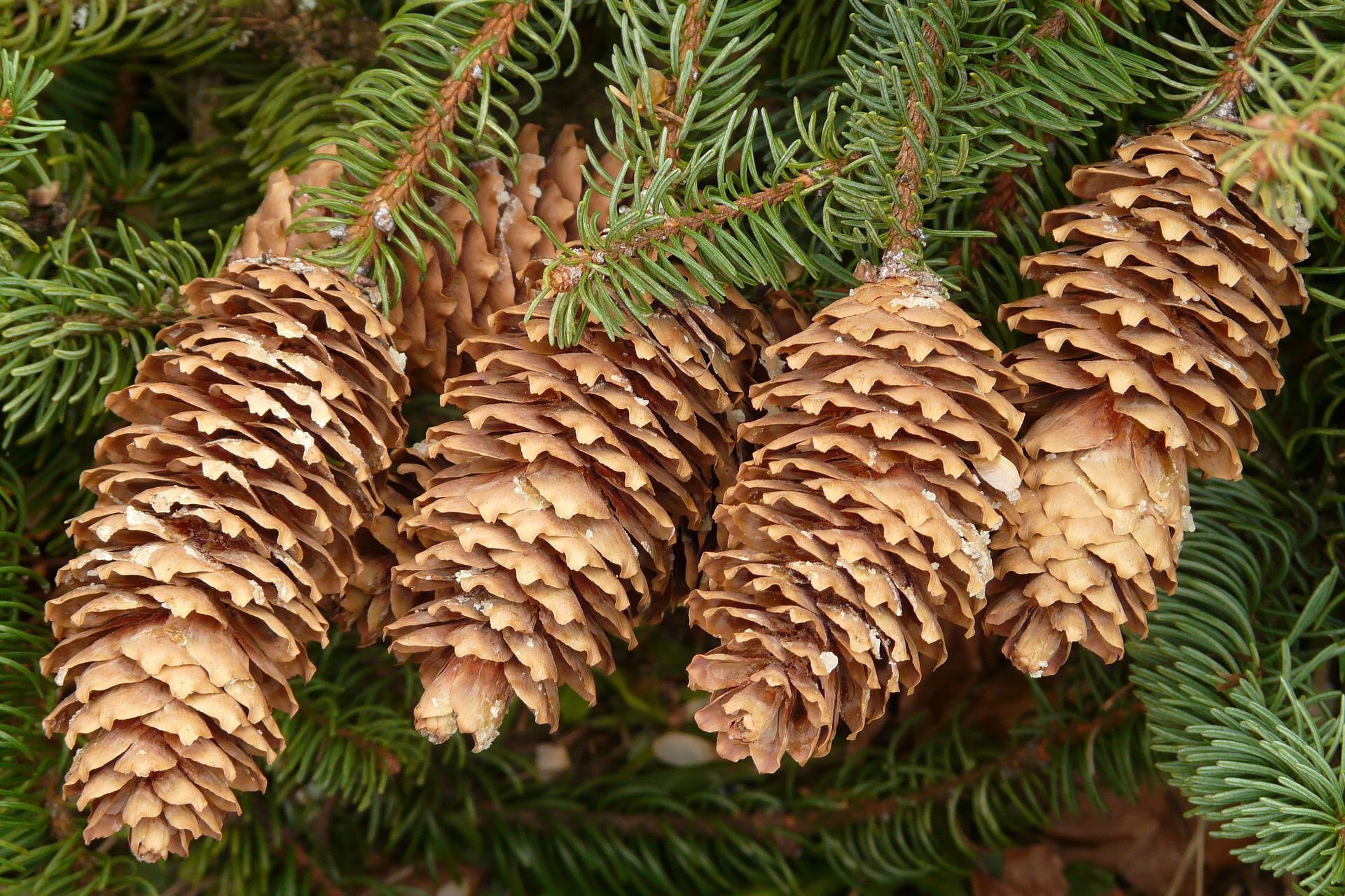 Na planszy widoczny jest Świerk, z podłużnymi, krótkimi, licznymi gałązkami z krótkimi, zielonymi igłami i długimi, szerokimi, owalnymi, brązowymi szyszkami.