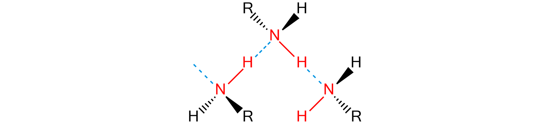 Na ilustracji znajdują się trzy cząsteczki aminy pierwszorzędowej, do atomu azotu przyłączone są dwa atomy wodoru oraz grupa R. Między atomami wodoru a azotu sąsiednich cząsteczek występują wiązania wodorowe, które zilustrowano przerywanymi liniami.