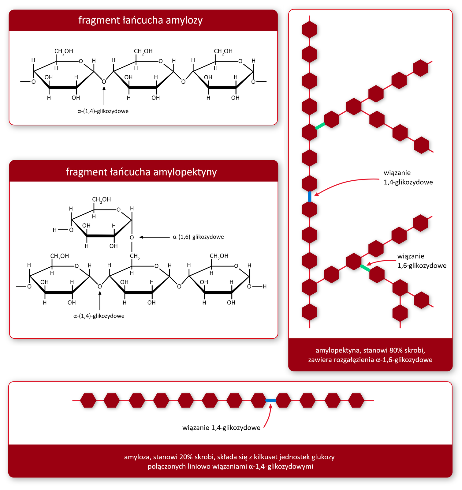 Ilustracje przedstawiają przykładowe homopolimery (amylopektyna i amyloza). 1. Amylopektyna. Na ilustracji jest fragment łańcucha amylopektyny zbudowany z czterech połączonych ze sobą sześcioczłonowych pierścieni. Jeden z pierścieni dołączony jest na górze, pozostałe biegną w linii poziomej. W amylopektynie zaznaczono wiązanie α‑1,4‑glikozydowe pomiędzy pierścieniami leżącymi w jednej linii oraz wiązanie α‑1,6‑glikozydowe – łączące położony na górze pierścień z leżącym poniżej niego. Na kolejnej ilustracji przedstawiono rozgałęziony łańcuch amylopektyny zbudowany z czerwonych sześciokątów. Zaznaczono wiązanie α‑1,4‑glikozydowe i α‑1,6‑glikozydowe. Opis: Amylopektyna, stanowi 80% skrobi, ma liczne rozgałęzienia α‑1,6‑glikozydowe., 2. Amyloza. Na ilustracji jest fragment łańcucha amylozy zbudowany z trzech połączonych ze sobą w poziomie sześcioczłonowych pierścieni. Na kolejnej ilustracji pokazano łańcuch amylozy zbudowany z połączonych ze sobą w jednej linii czerwonych sześciokątów. Zaznaczono wiązanie α‑1,4 glikozydowe. Opis: Amyloza, stanowi 20% skrobi, składa się z kilkuset jednostek glukozy połączonych liniowo wiązaniami α‑1,4 glikozydowymi.  Ilustracje przedstawiają przykładowe homopolimery (amylopektyna i amyloza). 1. Amylopektyna. Na ilustracji jest fragment łańcucha amylopektyny zbudowany z czterech połączonych ze sobą sześcioczłonowych pierścieni. Jeden z pierścieni dołączony jest na górze, pozostałe biegną w linii poziomej. W amylopektynie zaznaczono wiązanie α‑1,4‑glikozydowe pomiędzy pierścieniami leżącymi w jednej linii oraz wiązanie α‑1,6‑glikozydowe – łączące położony na górze pierścień z leżącym poniżej niego. Na kolejnej ilustracji przedstawiono rozgałęziony łańcuch amylopektyny zbudowany z czerwonych sześciokątów. Zaznaczono wiązanie α‑1,4‑glikozydowe i α‑1,6‑glikozydowe. Opis: Amylopektyna, stanowi 80% skrobi, ma liczne rozgałęzienia α‑1,6‑glikozydowe., 2. Amyloza. Na ilustracji jest fragment łańcucha amylozy zbudowany z trzech połączonych ze sobą w poziomie sześcioczłonowych pierścieni. Na kolejnej ilustracji pokazano łańcuch amylozy zbudowany z połączonych ze sobą w jednej linii czerwonych sześciokątów. Zaznaczono wiązanie α‑1,4 glikozydowe. Opis: Amyloza, stanowi 20% skrobi, składa się z kilkuset jednostek glukozy połączonych liniowo wiązaniami α‑1,4 glikozydowymi.  