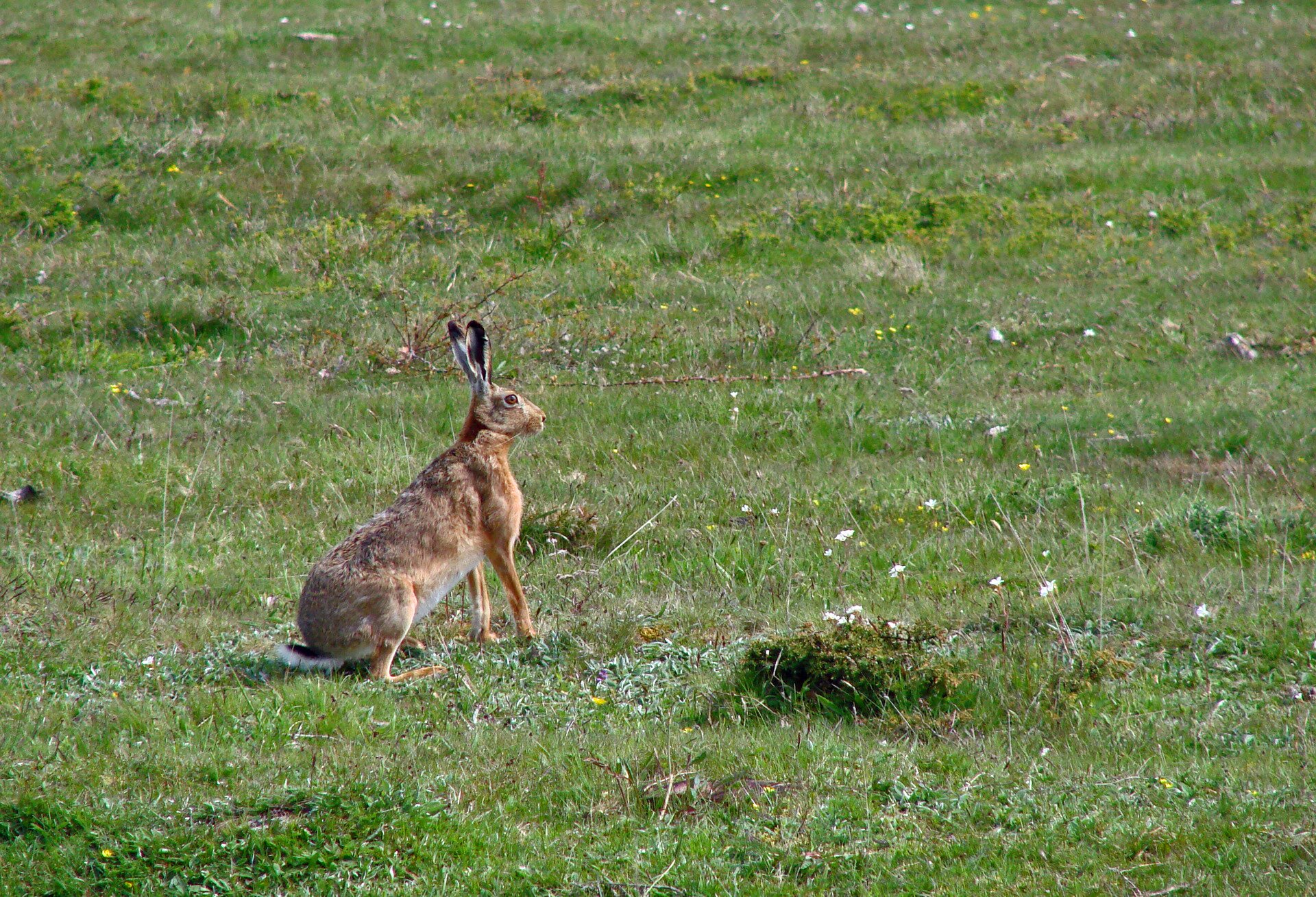 Na fotografii zając unoszący się na tylnych łapach i nastawiający uszu, by lepiej słyszeć odgłosy otoczenia. Zając siedzi na łące pokrytej trawą oraz gdzieniegdzie drobnymi kwiatkami. Widoczny prawy profil zająca.