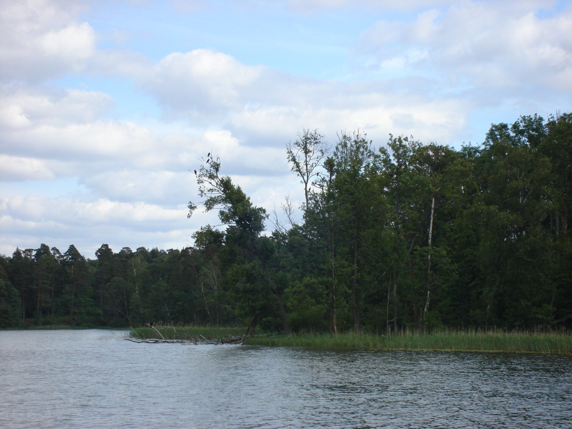 Na zdjęciu jezioro, na brzegu trzciny, dalej las liściasty.