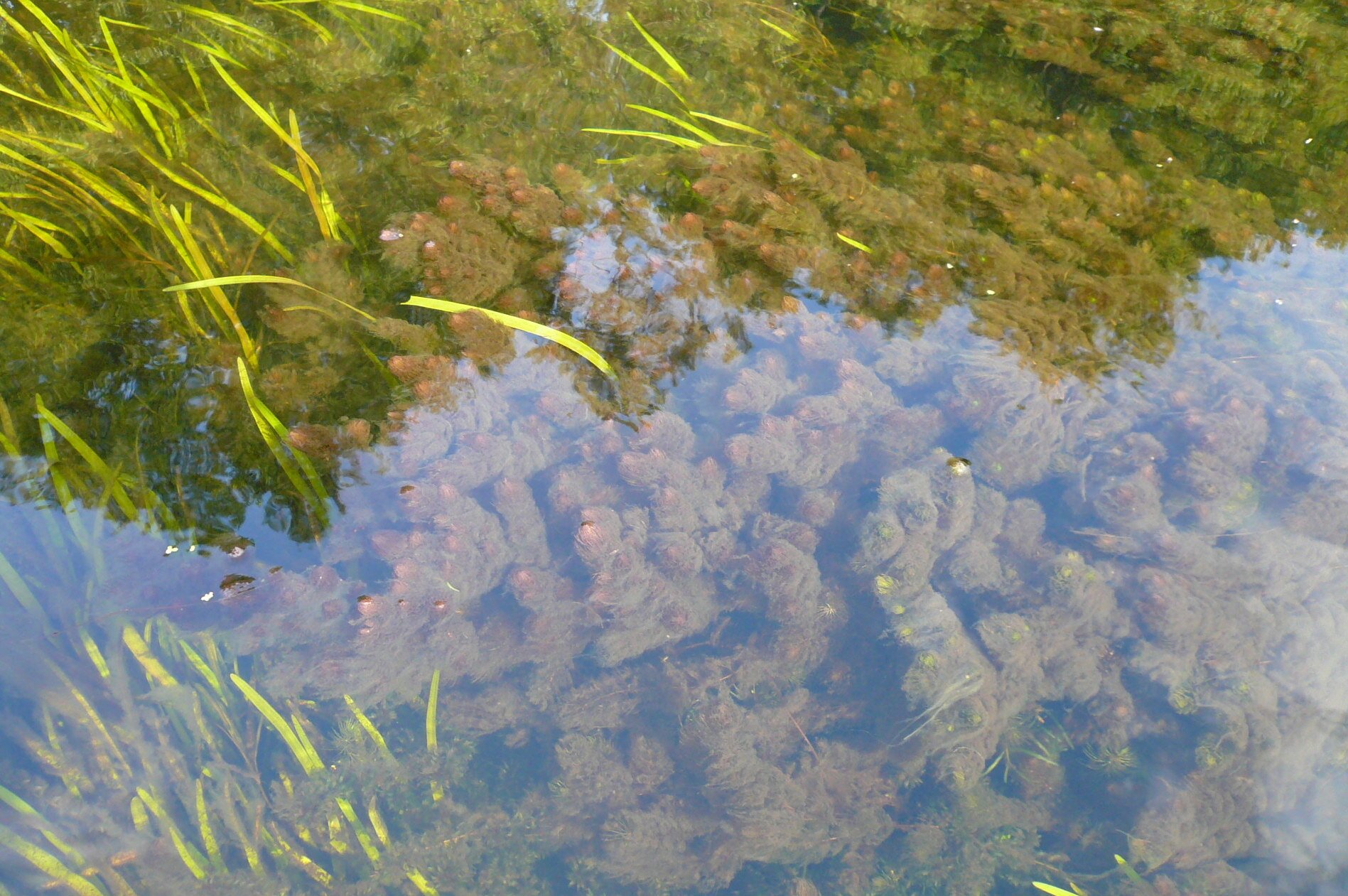 Fotografia prezentuje rogatka, roślinę całkowicie zanurzoną w wodzie. Zbudowana jest z łodygi, na której w okółkach wyrastają nitkowate listki.
